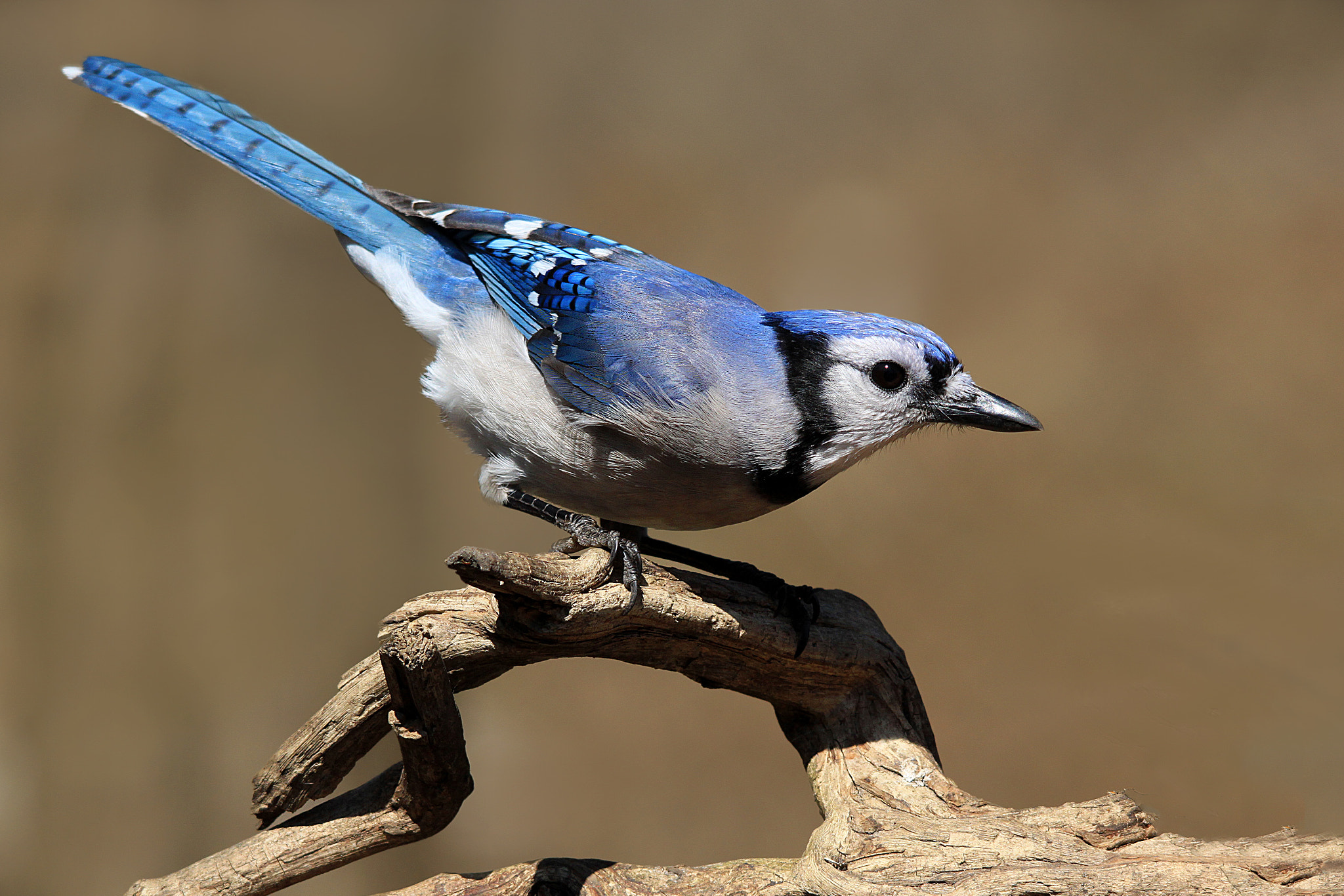 Sigma 150-500mm F5-6.3 DG OS HSM sample photo. Bluejay on alert photography