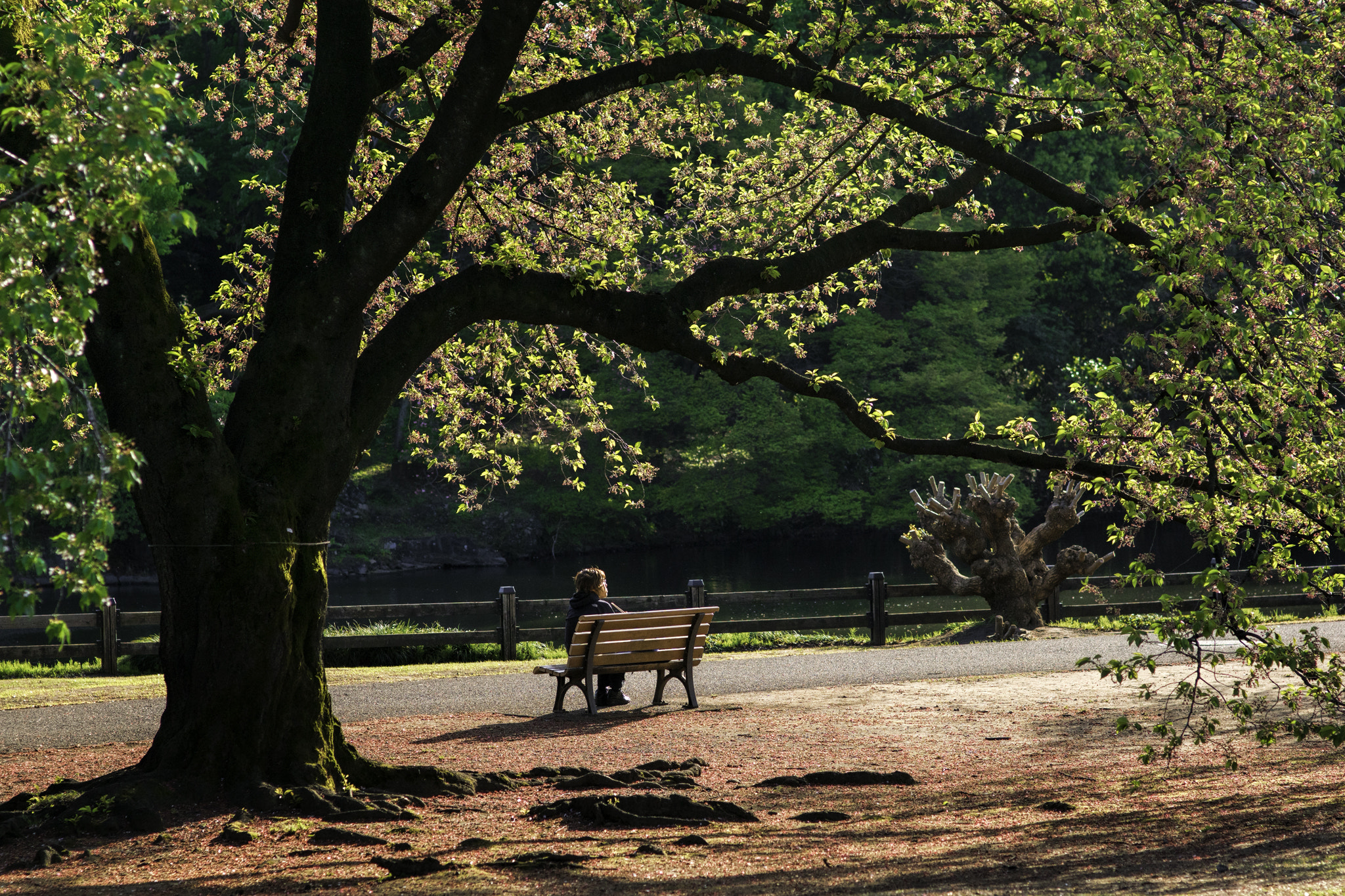 Sony ILCA-77M2 + Sigma 85mm F1.4 EX DG HSM sample photo. Sun soaked photography