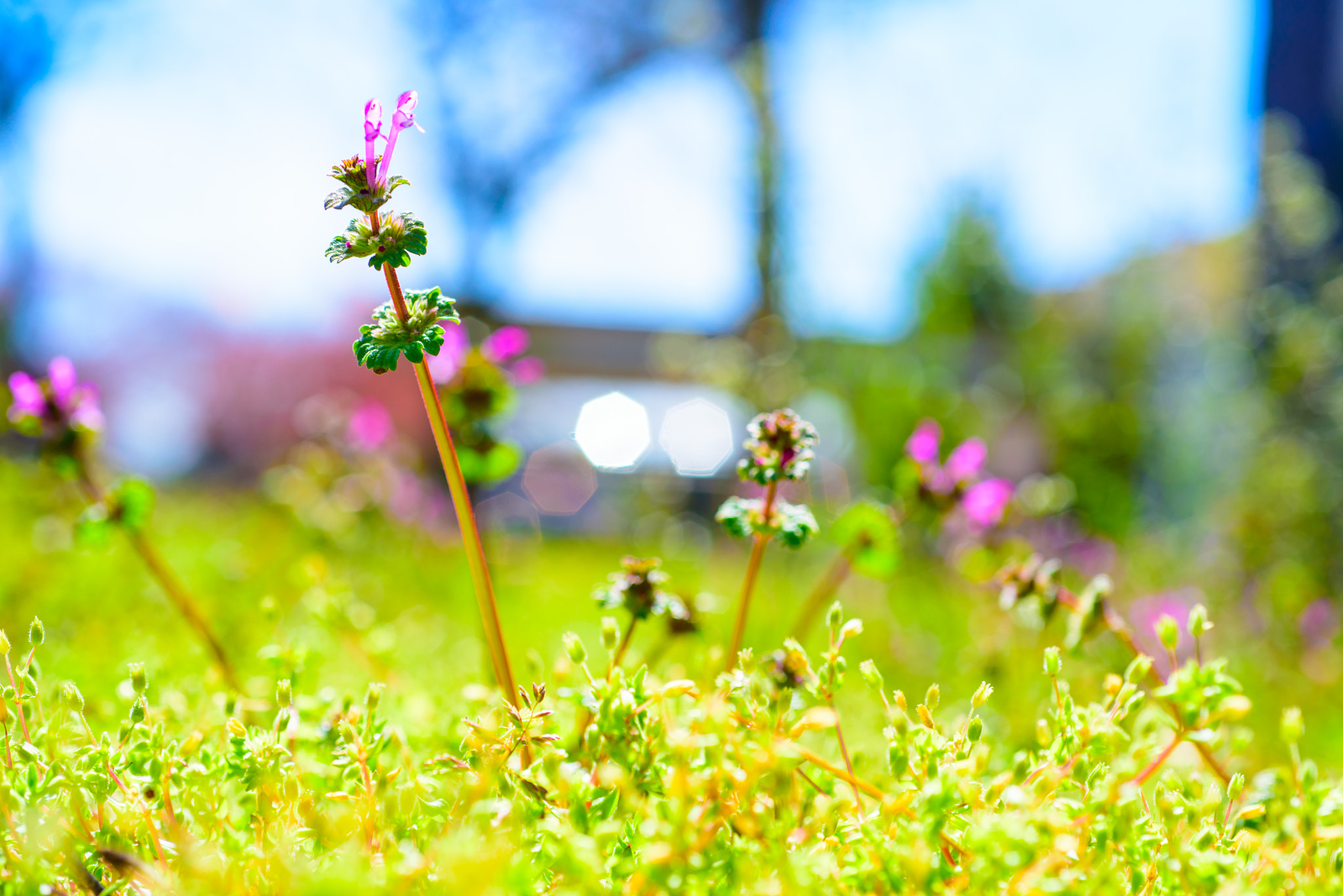 Nikon D750 + AF Micro-Nikkor 60mm f/2.8 sample photo. Spring up! photography