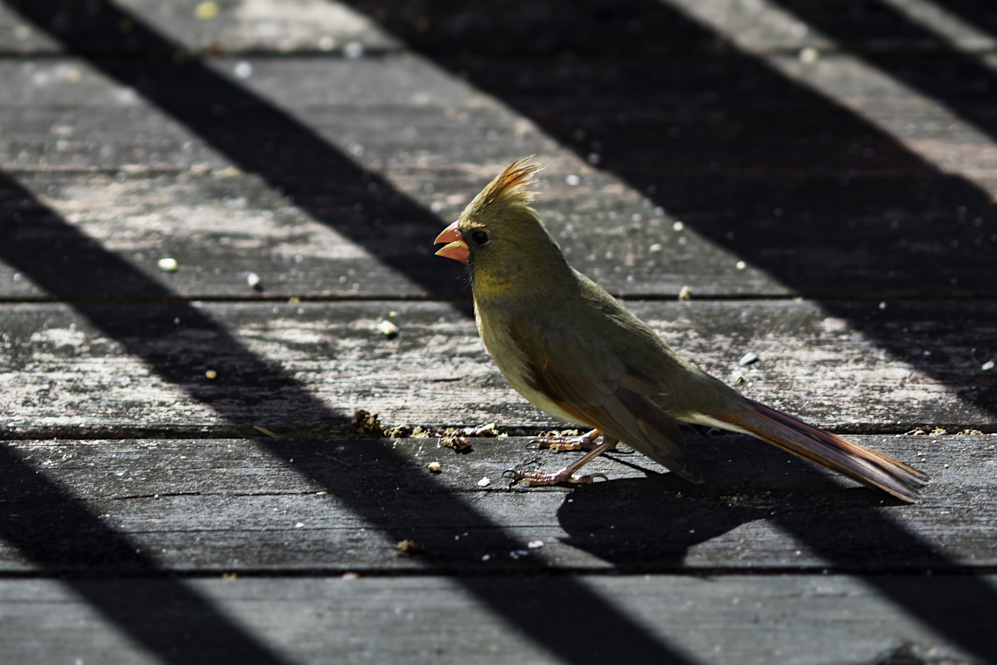 Canon EF 135mm F2L USM sample photo. Cartwo photography