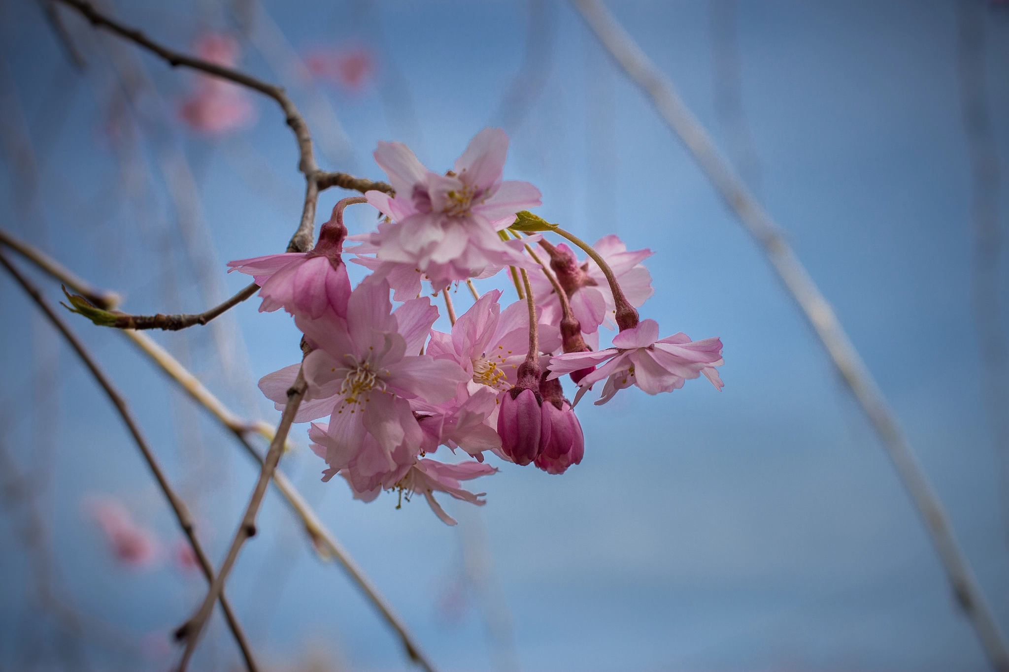 Canon EF 40mm F2.8 STM sample photo. Peach blossom bunch photography