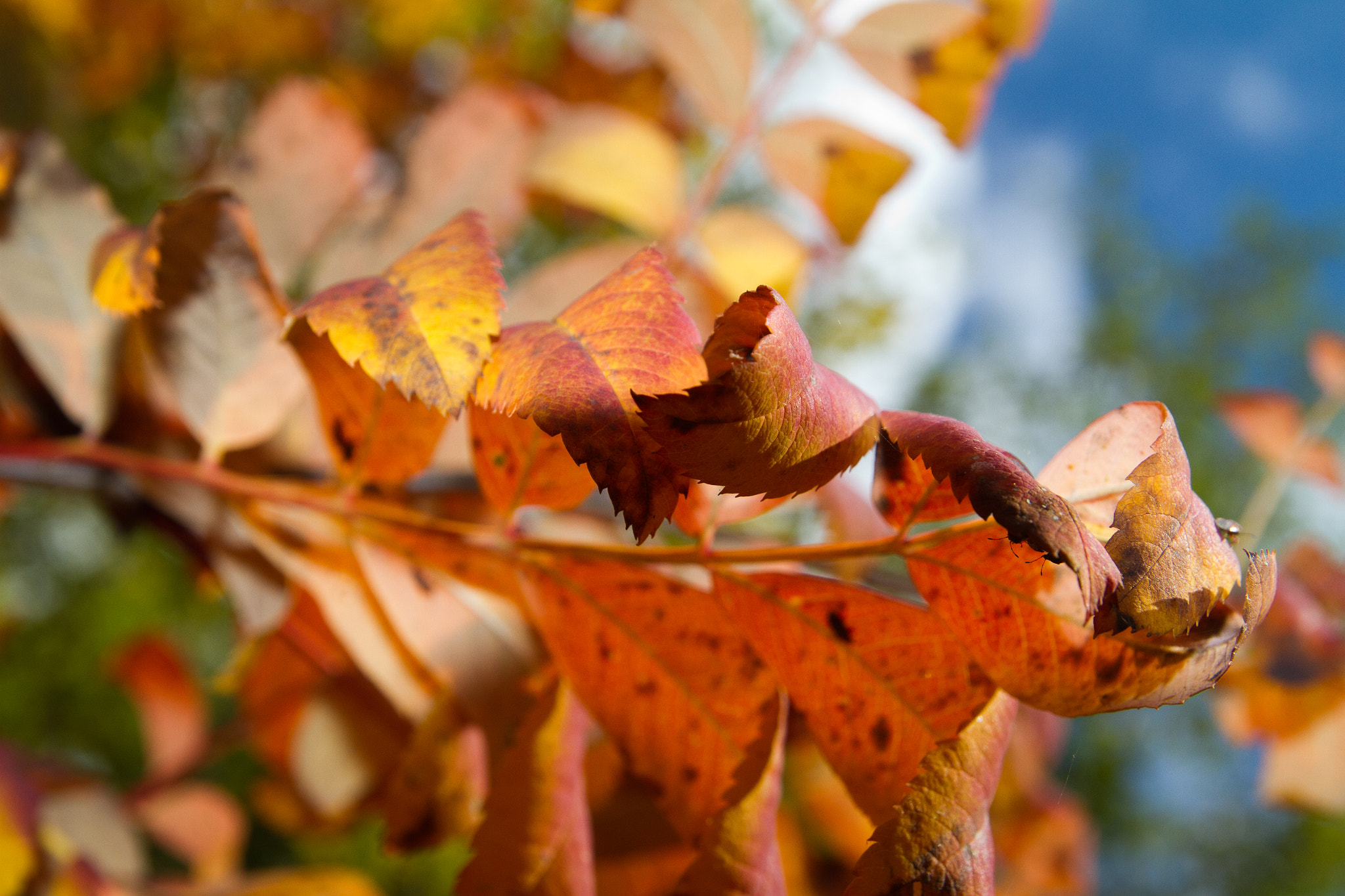 rowantree leafs by Сергей Галездинов / 500px