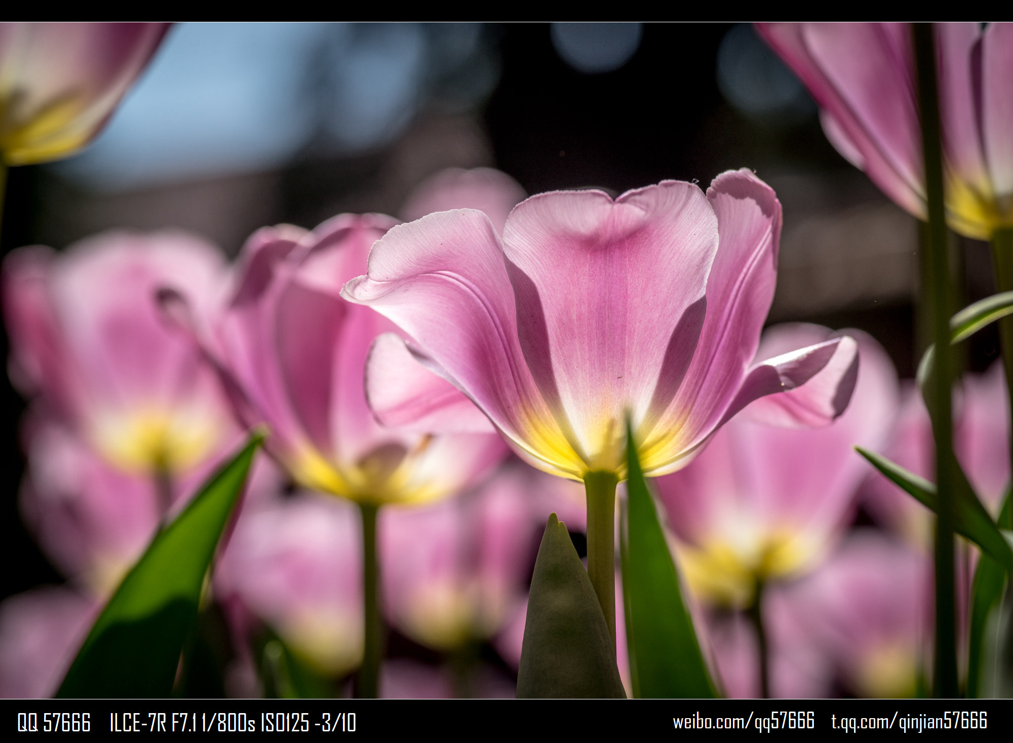 Voigtlander Macro APO-Lanthar 125mm F2.5 SL sample photo
