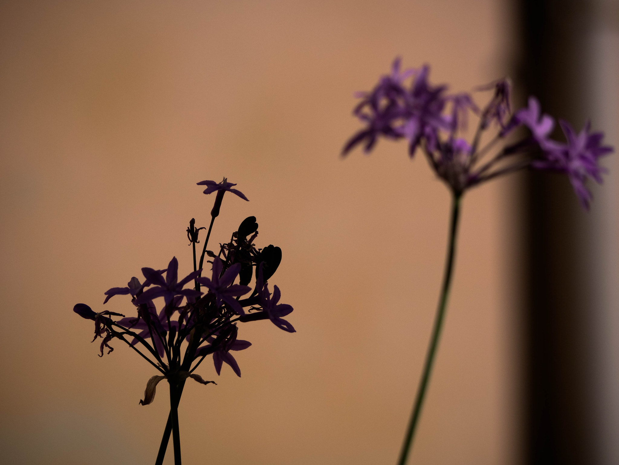 Panasonic Lumix G Vario 45-200mm F4-5.6 OIS sample photo. Purple haze photography