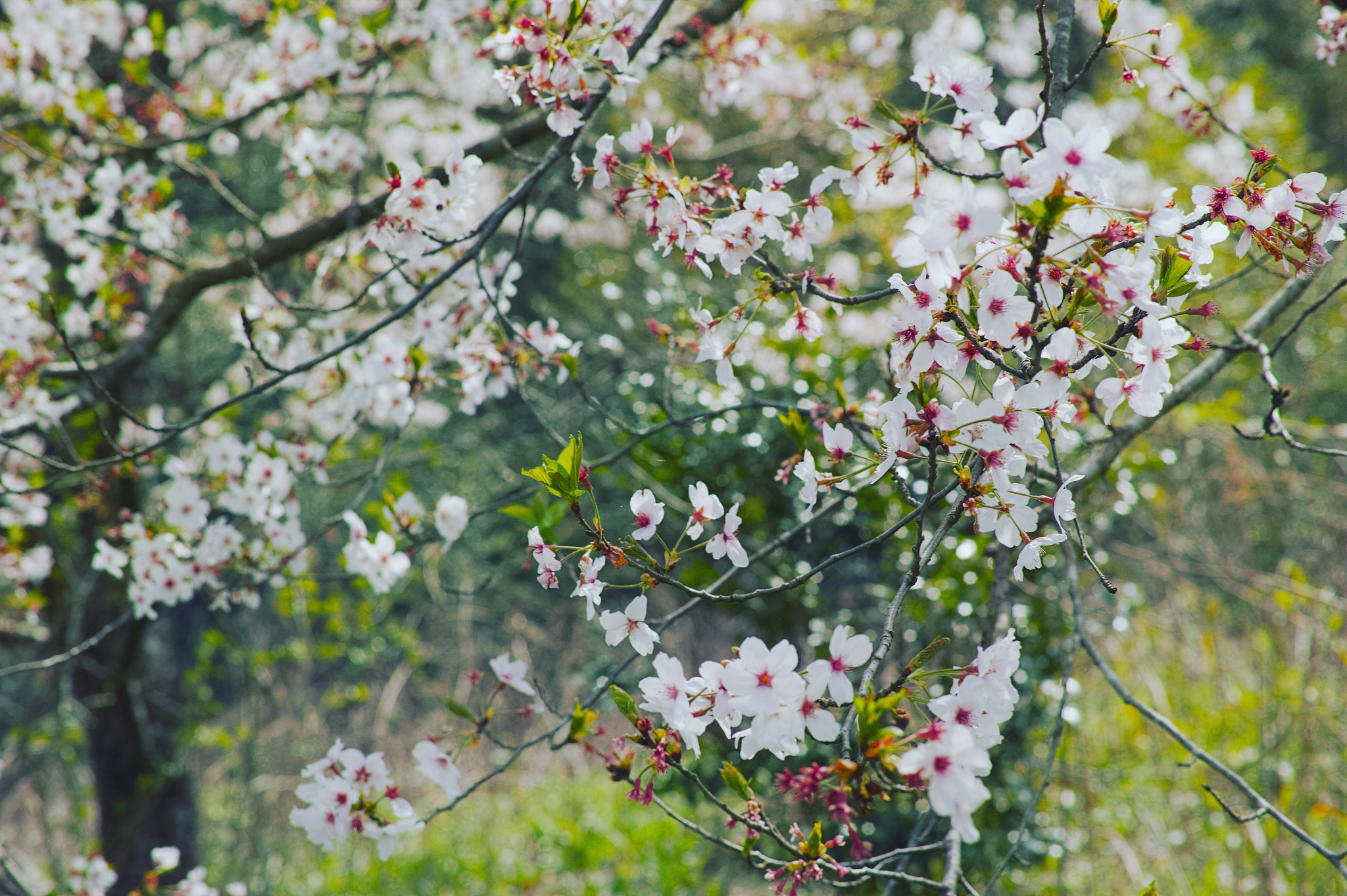 Sigma dp3 Quattro sample photo. Cherry trees photography