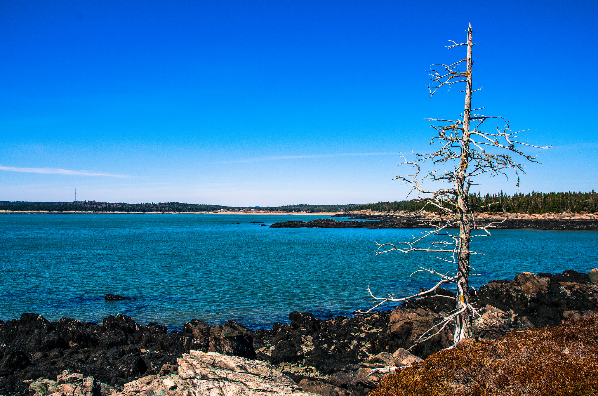 Sigma 17-50mm F2.8 EX DC HSM sample photo. Dead tree by the sea photography