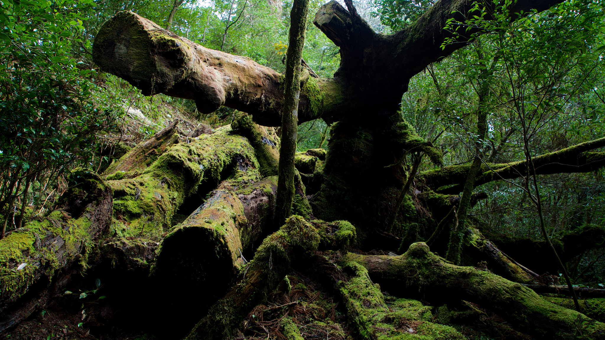 Sony Vario Tessar T* FE 24-70mm F4 ZA OSS sample photo. Trees hewed down and wearing moss photography