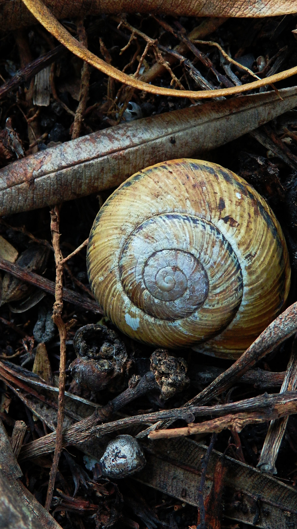 Olympus SH-50 sample photo. Snail house photography