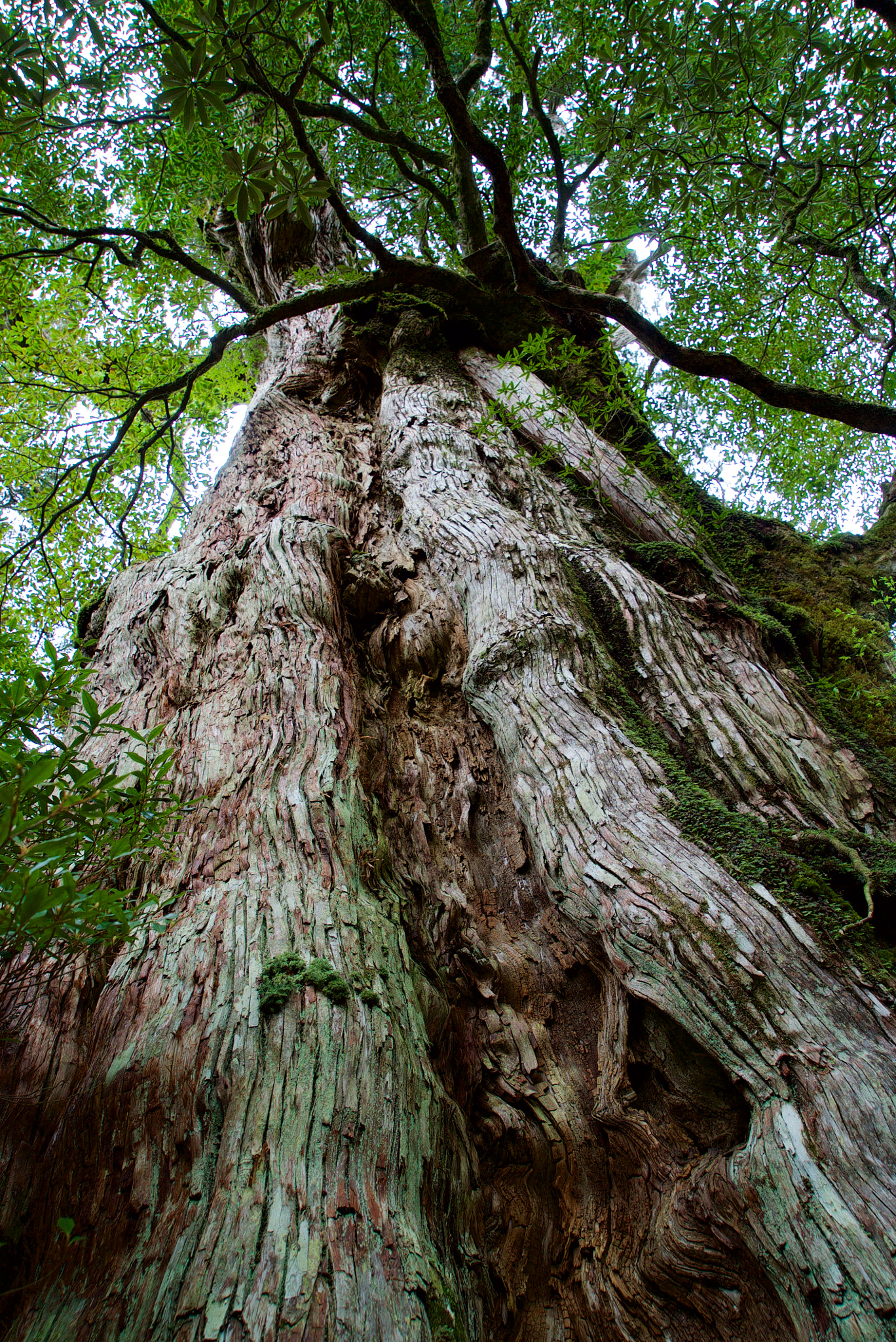 Sony Vario Tessar T* FE 24-70mm F4 ZA OSS sample photo. A tree growing for three millennium in yakushima photography