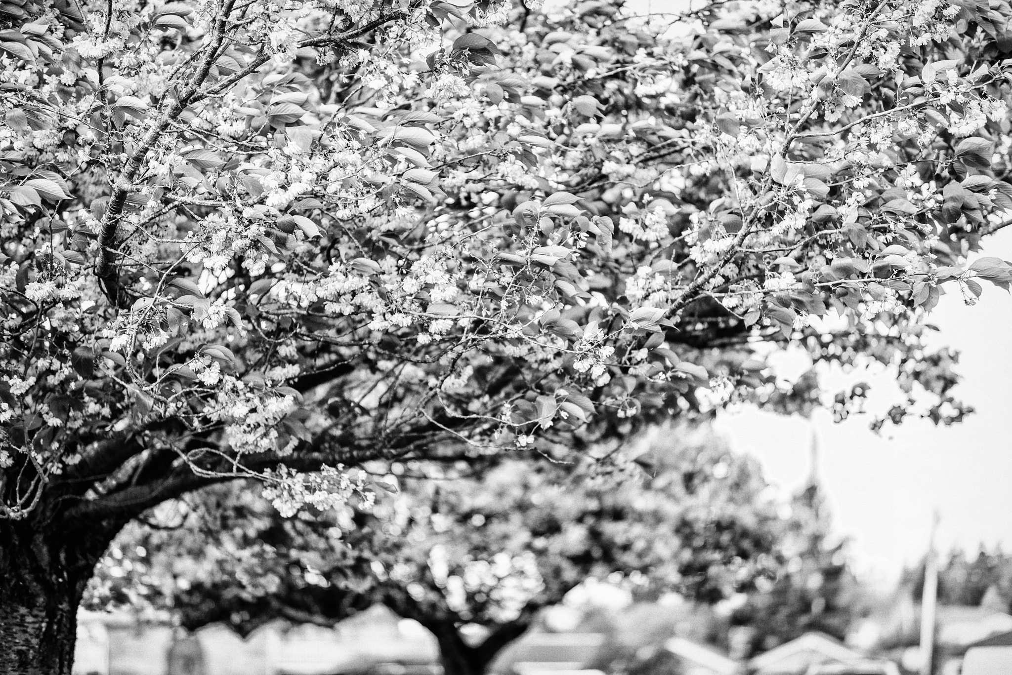 Nikon D810 + Zeiss Milvus 85mm f/1.4 sample photo. Cardinalspringissueja photography