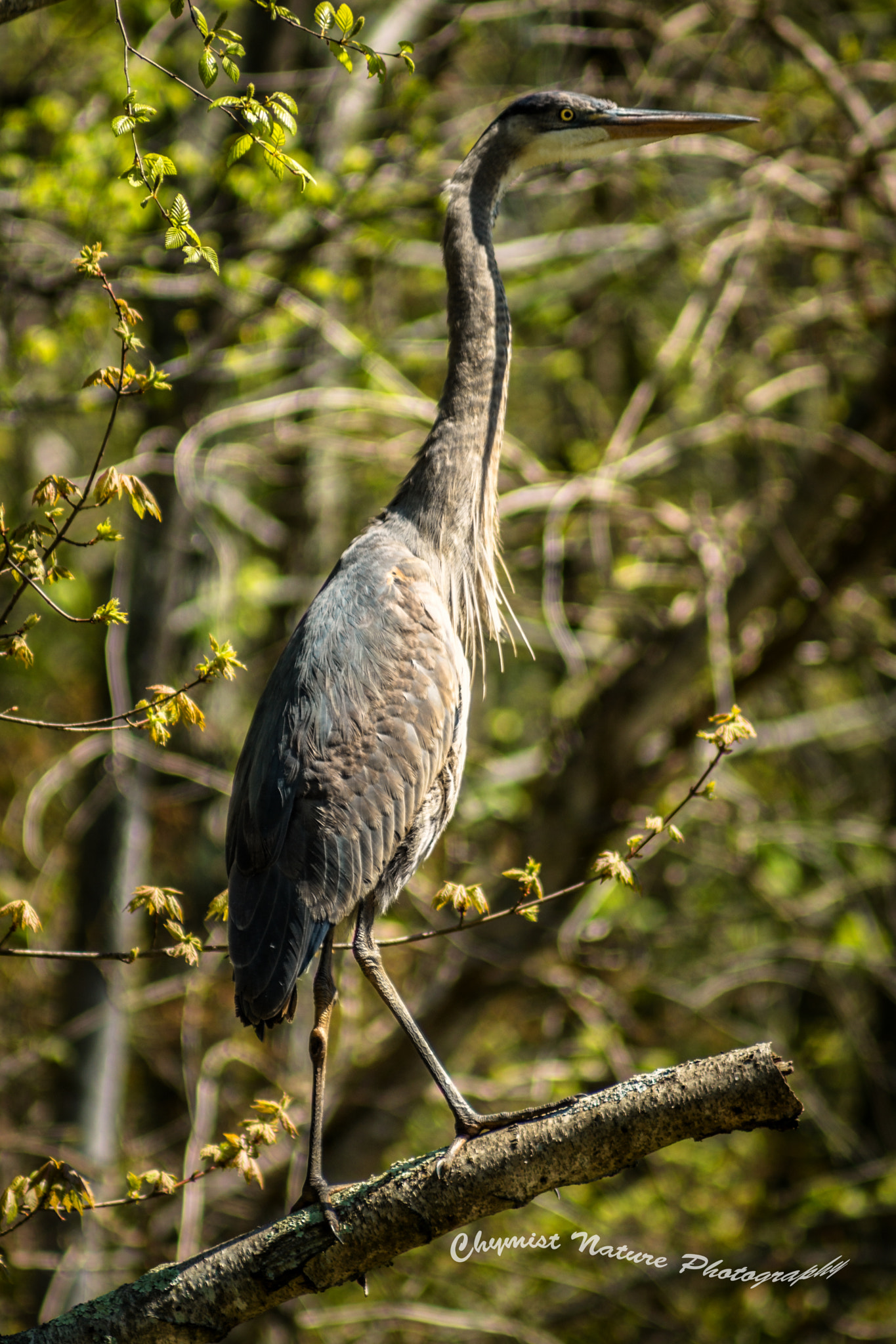 Sony 75-300mm F4.5-5.6 sample photo. Blue heron photography