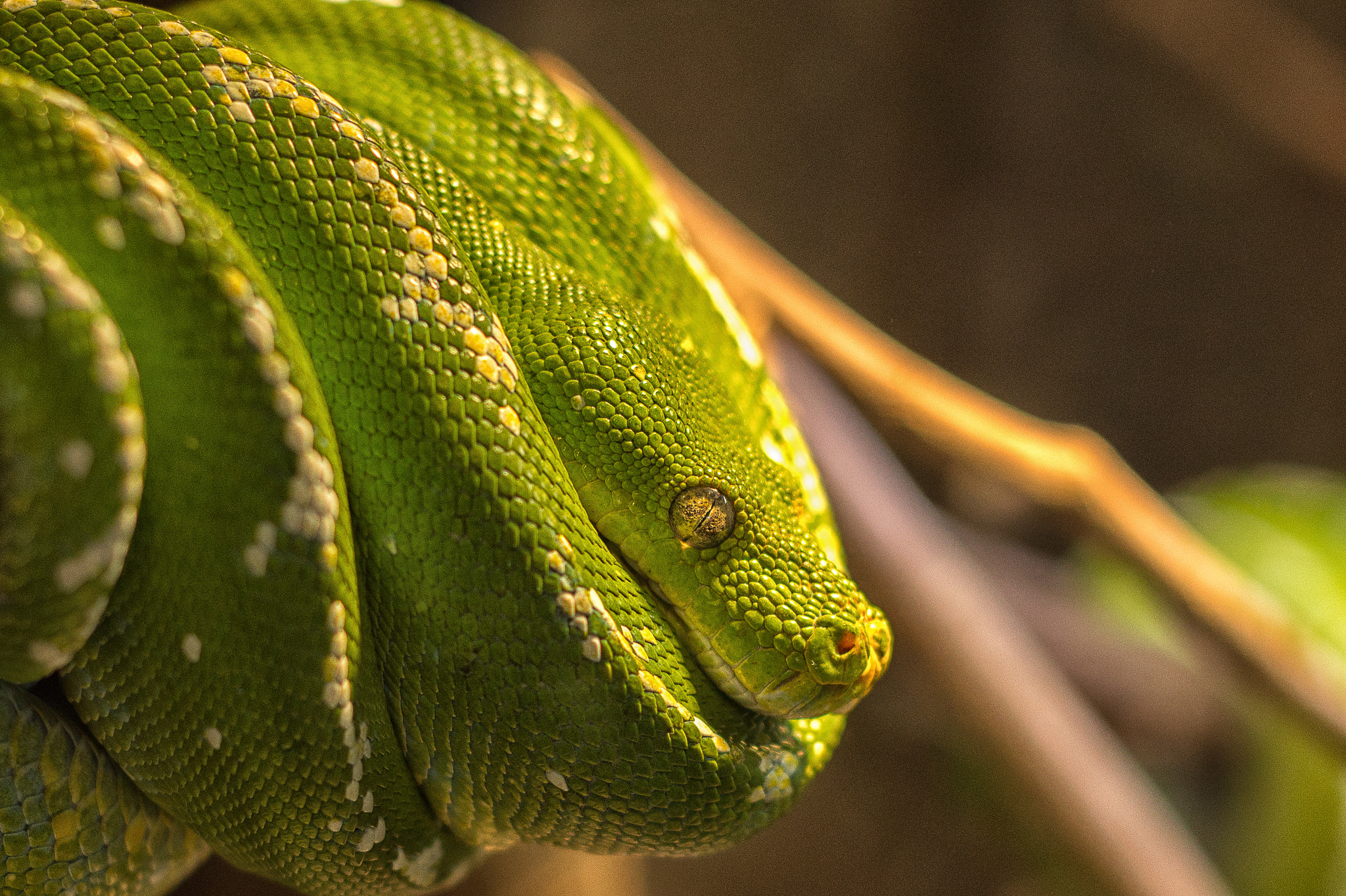 Canon EOS 100D (EOS Rebel SL1 / EOS Kiss X7) + Canon EF 50mm F1.8 II sample photo. Green tree python. photography