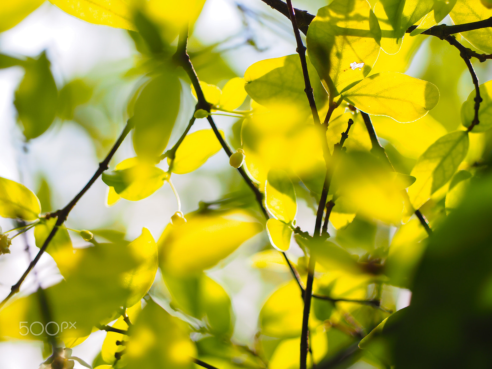 Olympus PEN E-PL7 sample photo. Tree branch over blurred green photography