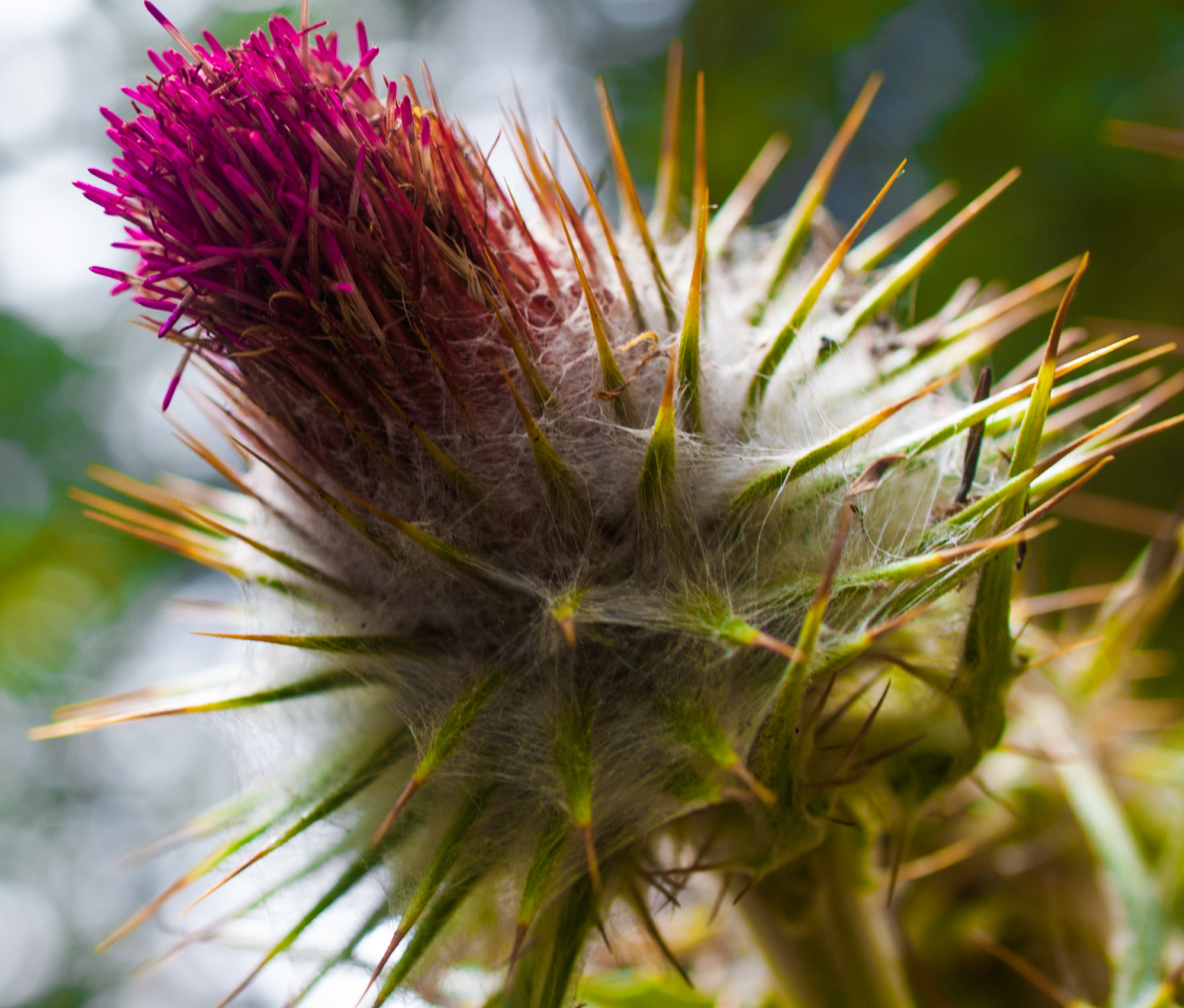 Nikon D50 sample photo. Flores del bosque photography