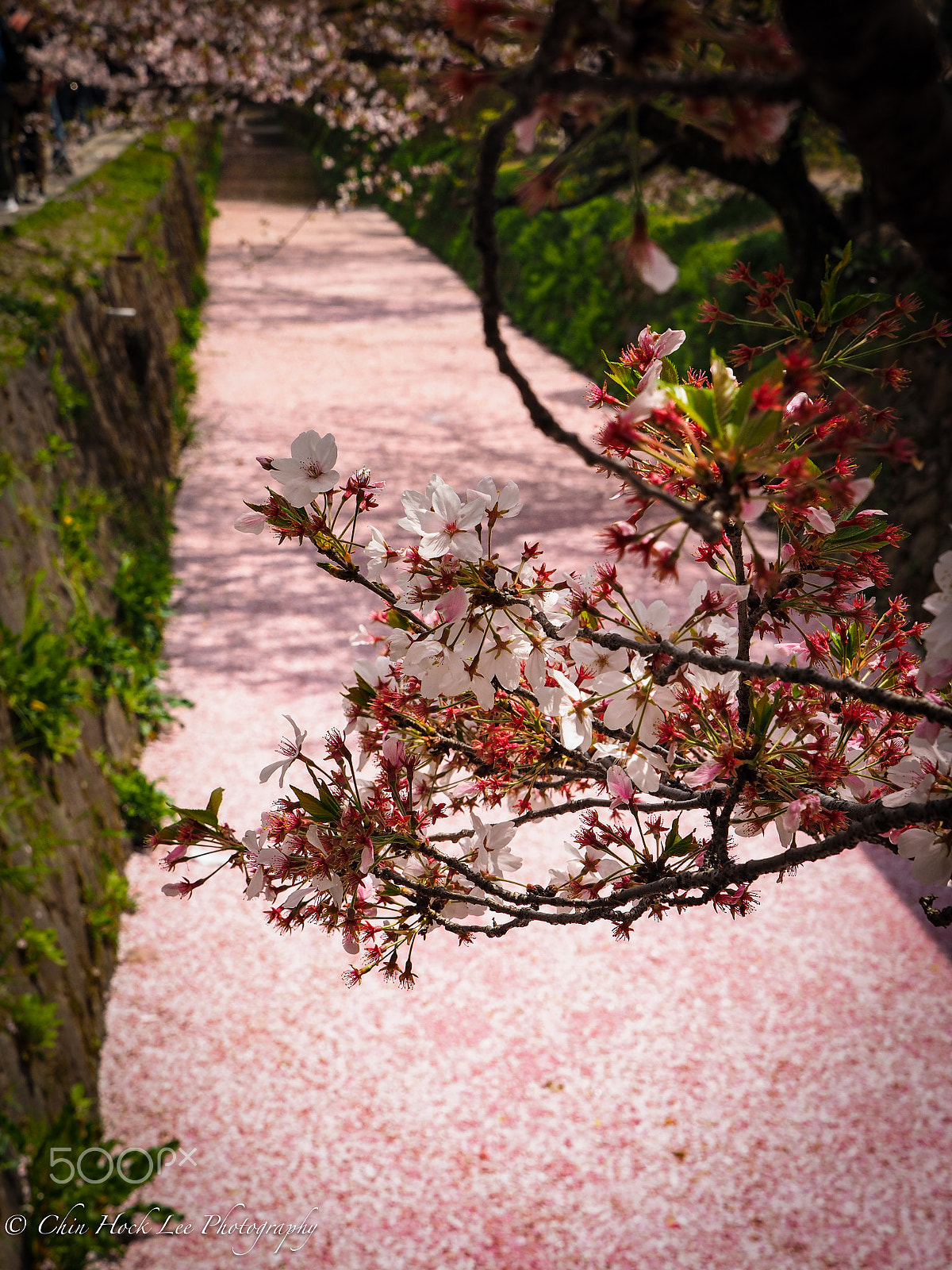 Panasonic Lumix G X Vario 12-35mm F2.8 ASPH Power OIS sample photo. River of sakura petals. photography