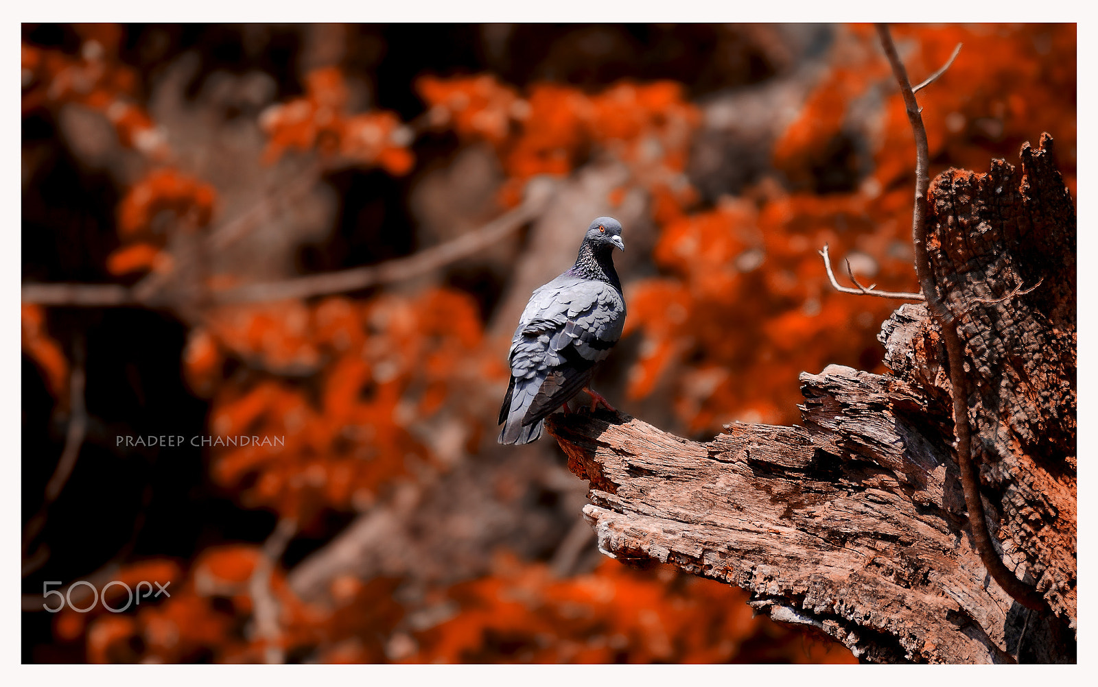 Sony 70-300mm F4.5-5.6 G SSM sample photo. Alone photography