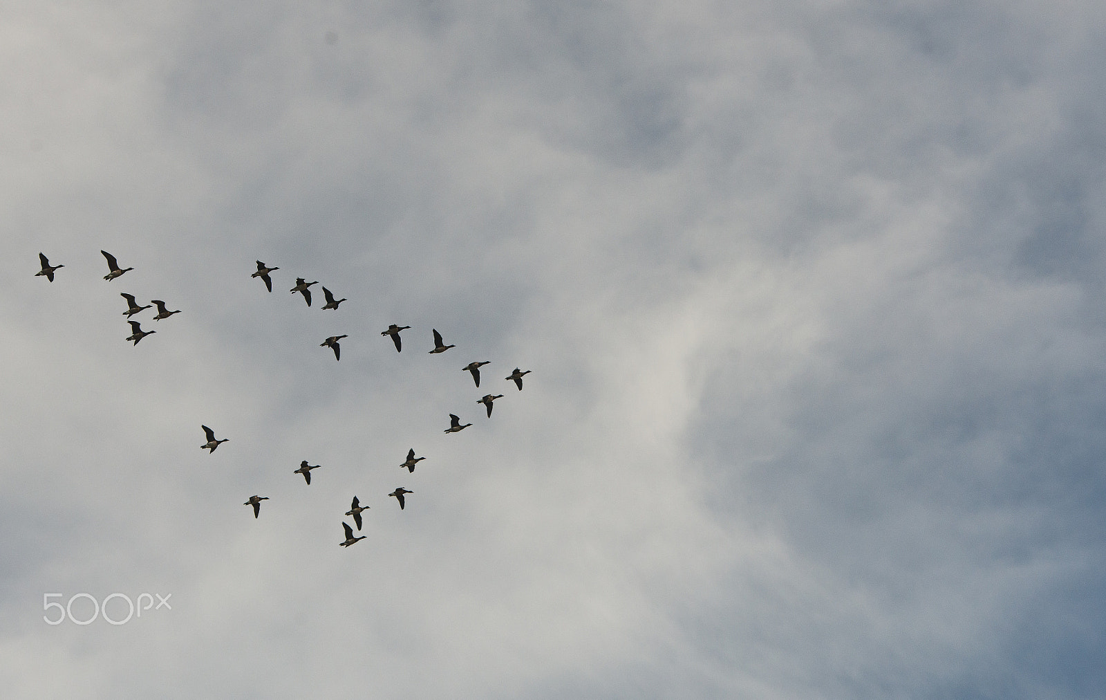 Sigma 120-400mm F4.5-5.6 DG OS HSM sample photo. V formation photography