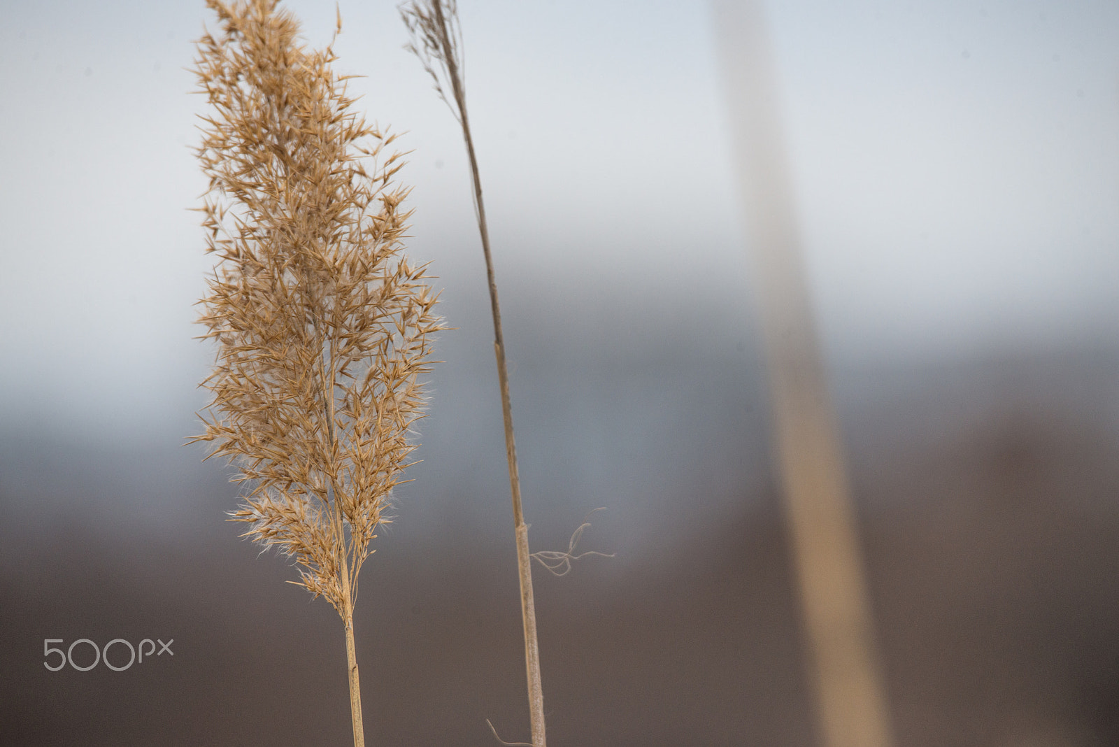 Sigma 120-400mm F4.5-5.6 DG OS HSM sample photo. Ocean brush photography