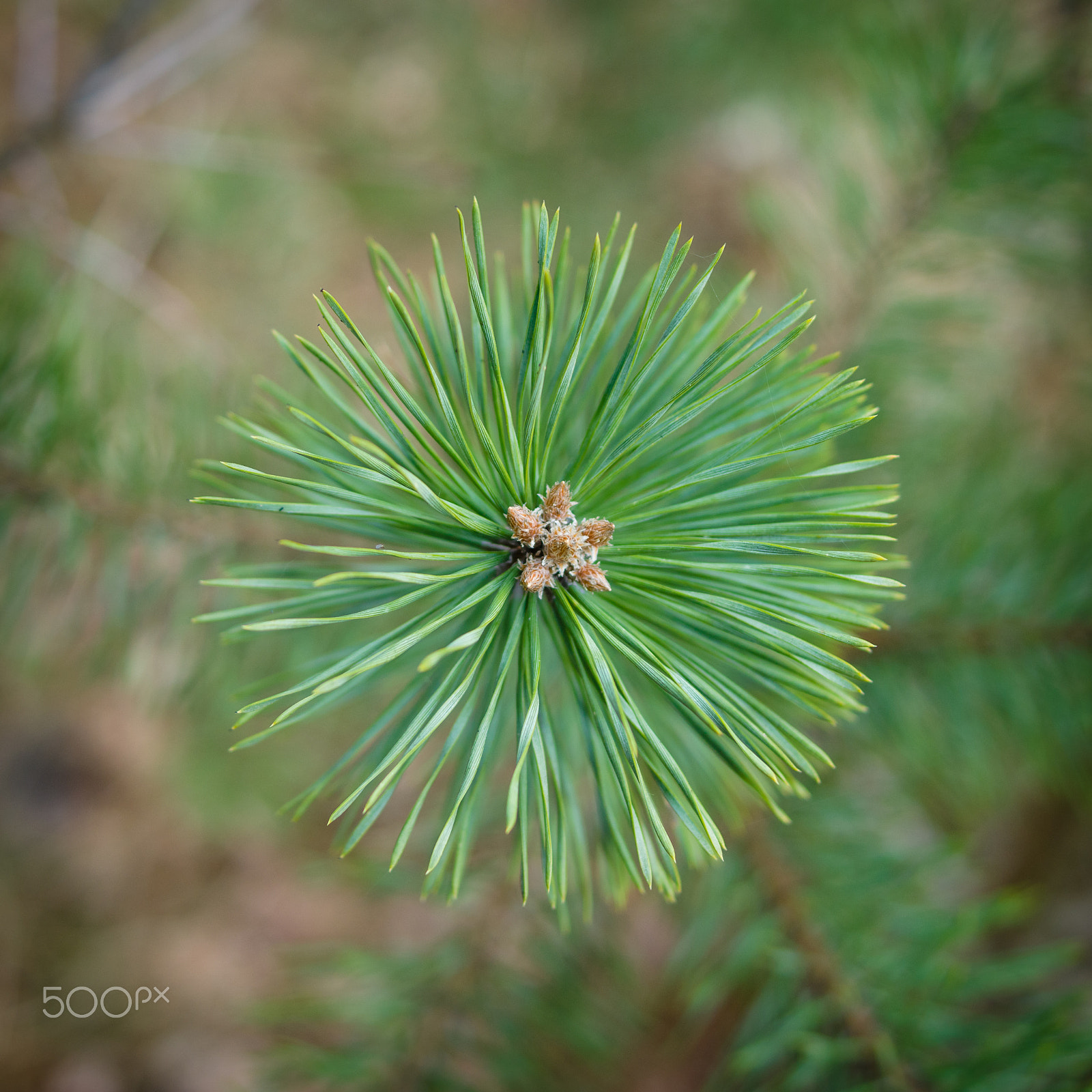 Sony SLT-A77 + Sony DT 35mm F1.8 SAM sample photo. Young pine sprouts. photography