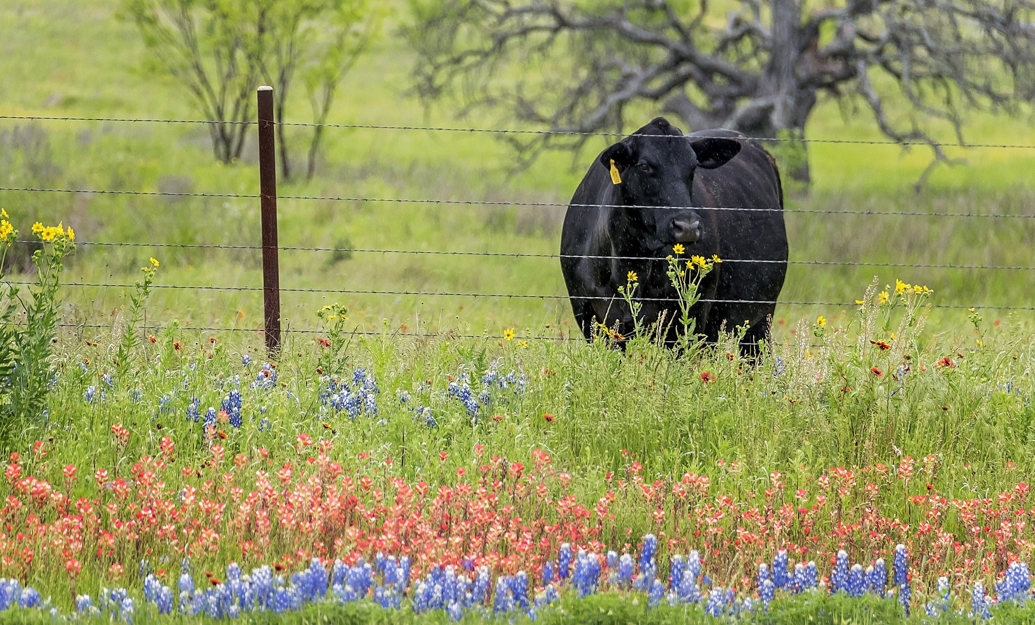 Nikon D750 + Nikon AF-S DX Nikkor 18-300mm F3.5-5.6G ED VR sample photo. Texas hill country: stop and smell the wildflowers photography