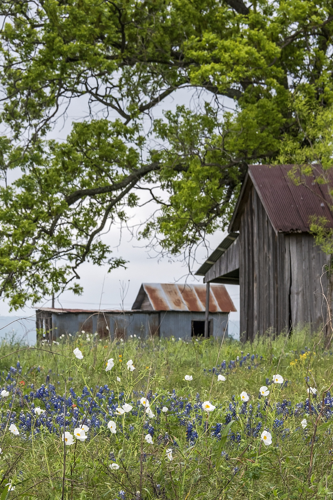 Nikon D750 + Nikon AF-S DX Nikkor 18-300mm F3.5-5.6G ED VR sample photo. Texas hill country: barn in wildflowers photography