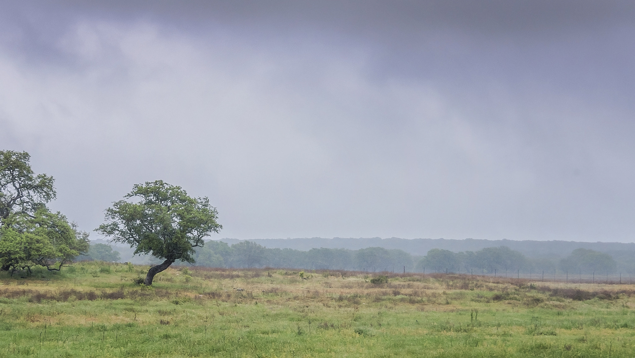 Nikon D750 + Nikon AF-S DX Nikkor 18-300mm F3.5-5.6G ED VR sample photo. Texas hill country: tree in rain photography