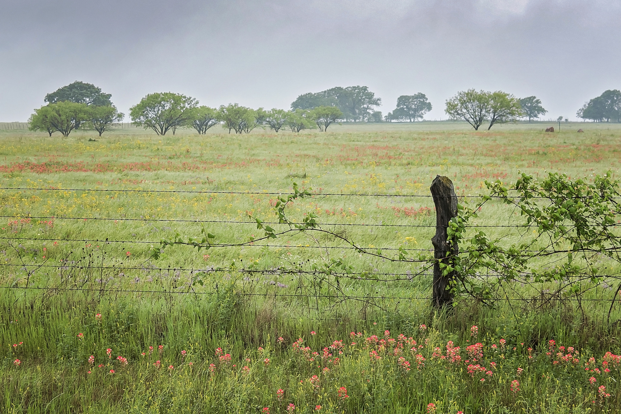 Nikon D750 + Nikon AF-S DX Nikkor 18-300mm F3.5-5.6G ED VR sample photo. Texas hill country: vine on barbed wire photography