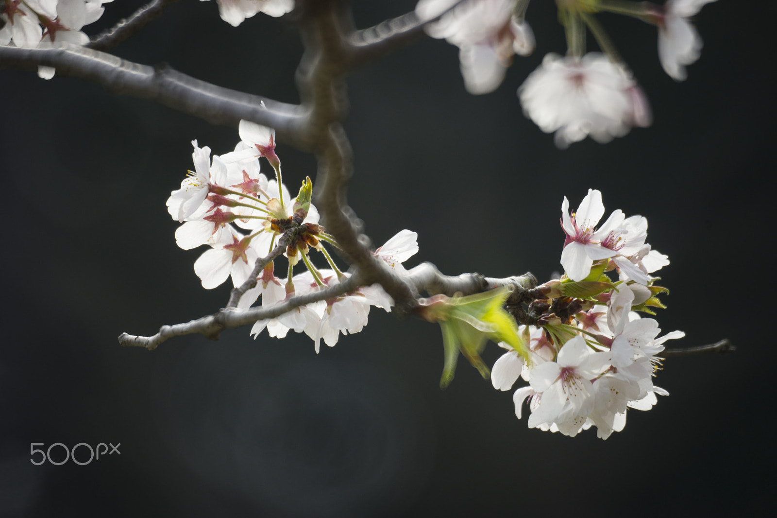 Sony a99 II + Sony 500mm F8 Reflex sample photo. Cherry blossoms in japan photography