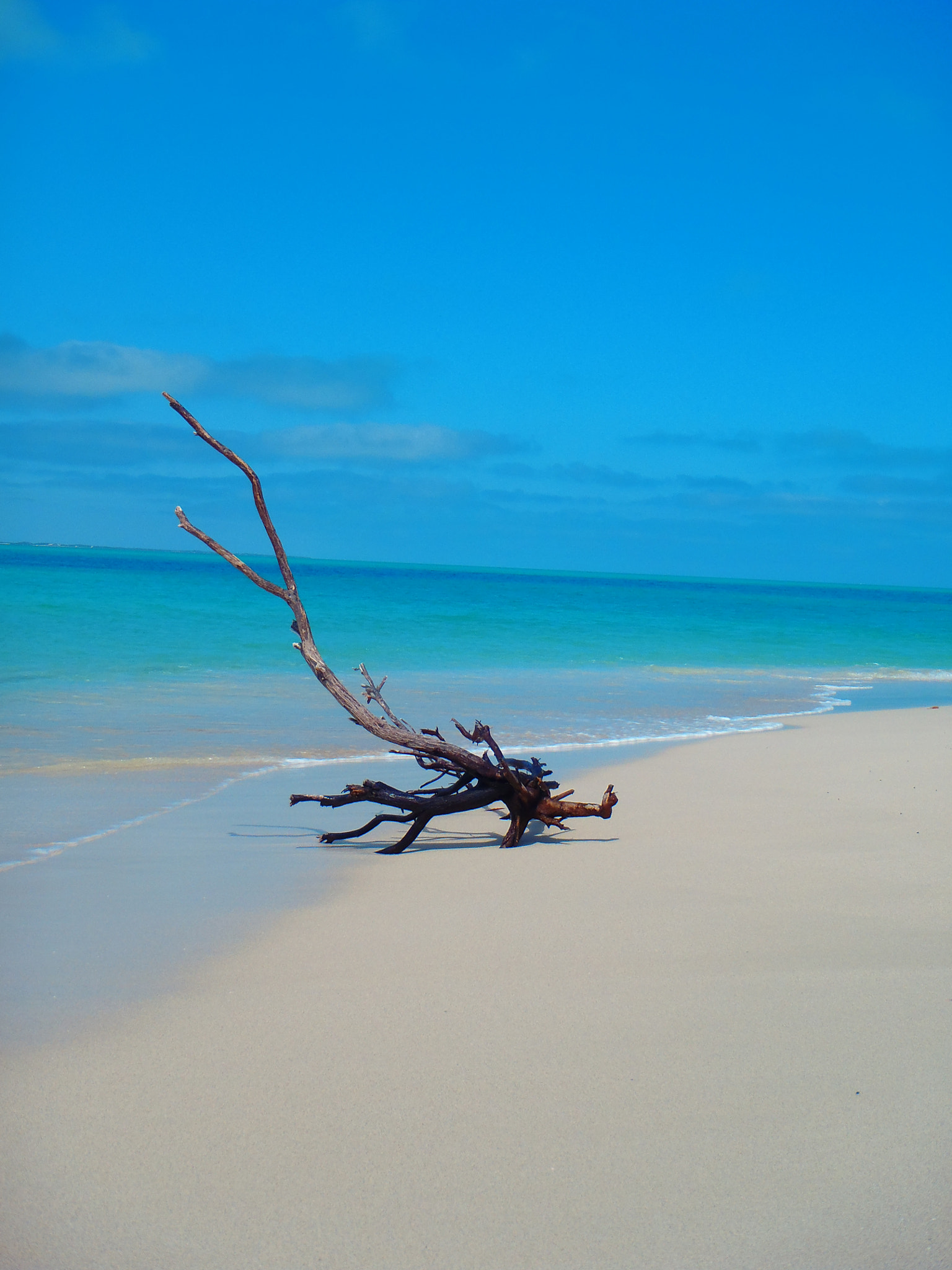 Olympus TG-810 sample photo. Driftwood photography