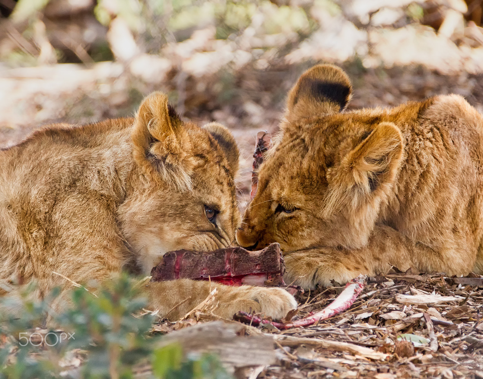 Sigma 150-600mm F5-6.3 DG OS HSM | C sample photo. Sharing lunch photography