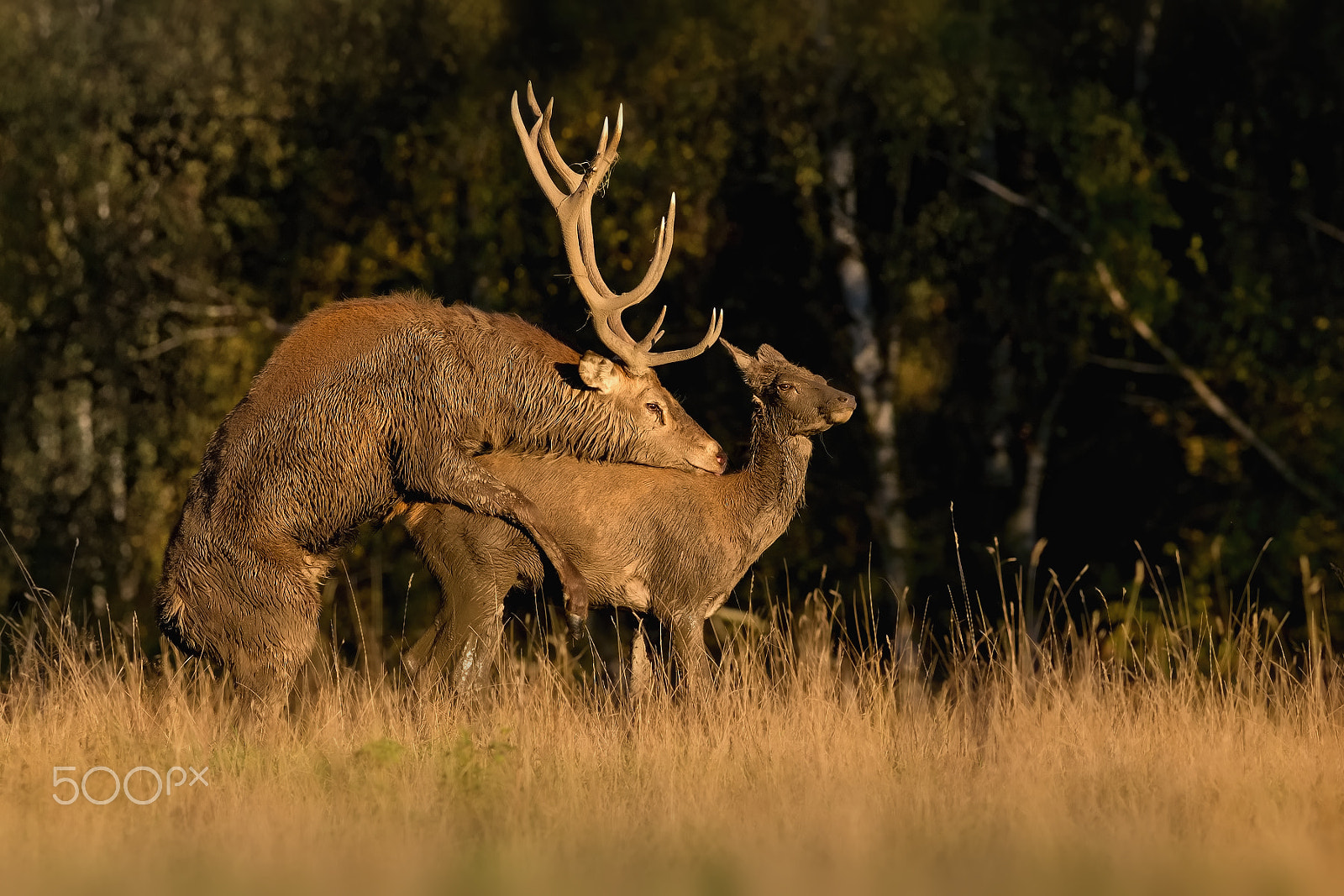 Canon EOS 6D + Canon EF 400mm F5.6L USM sample photo. Deer rut ... photography