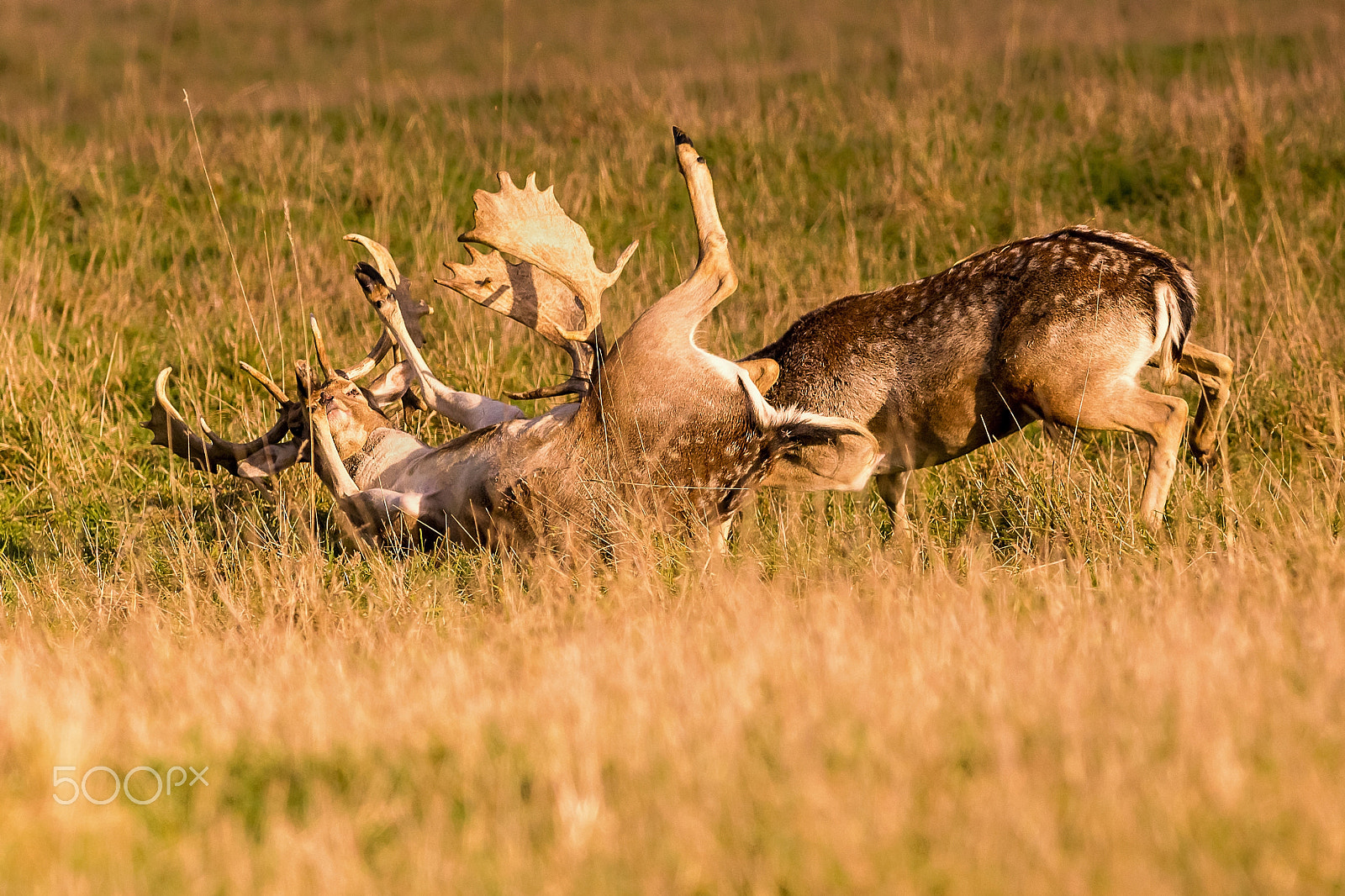 Canon EOS 6D + Canon EF 400mm F5.6L USM sample photo. Duel ... photography
