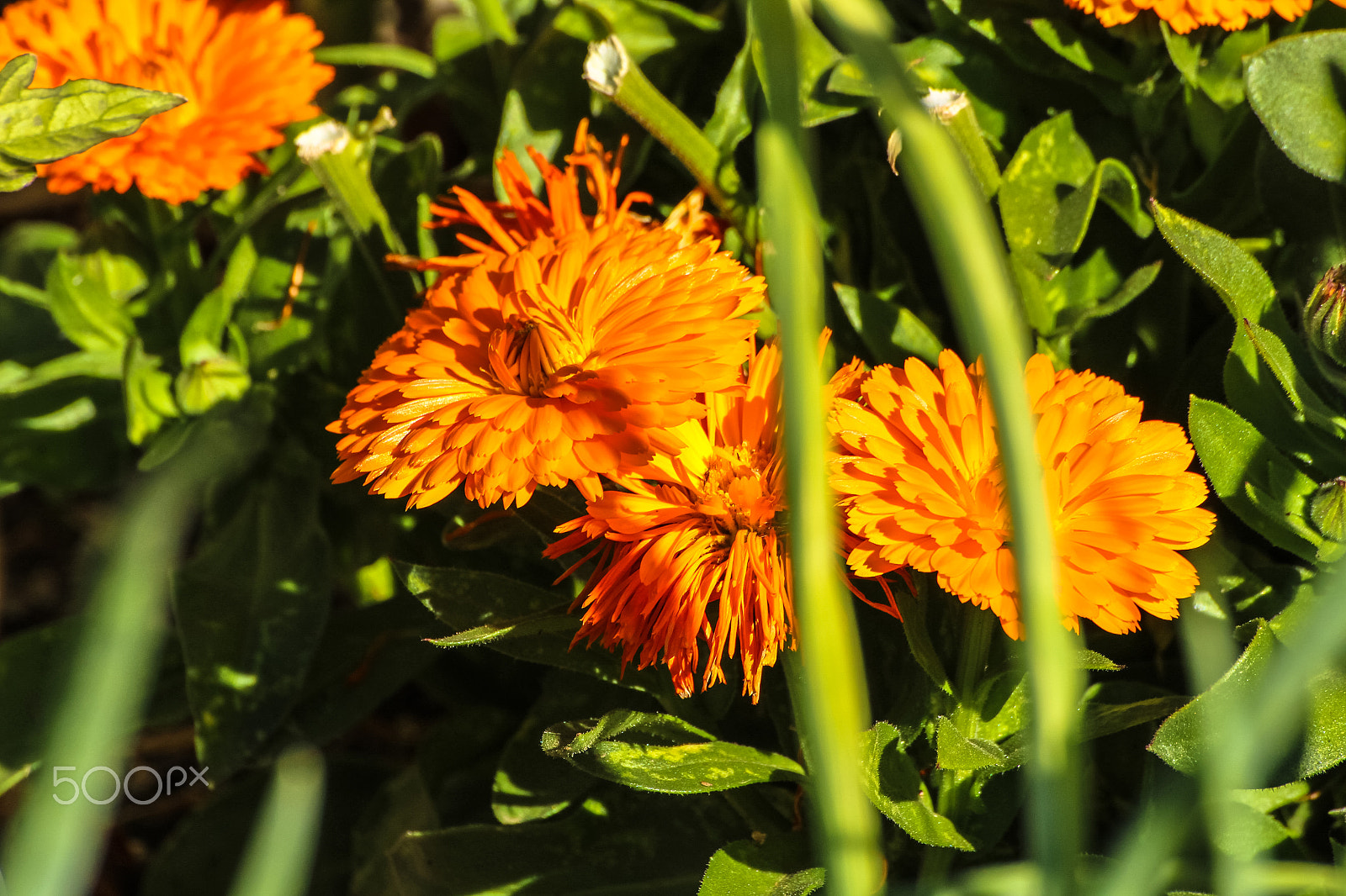 Tamron SP 35mm F1.8 Di VC USD sample photo. Flowers behind stems photography
