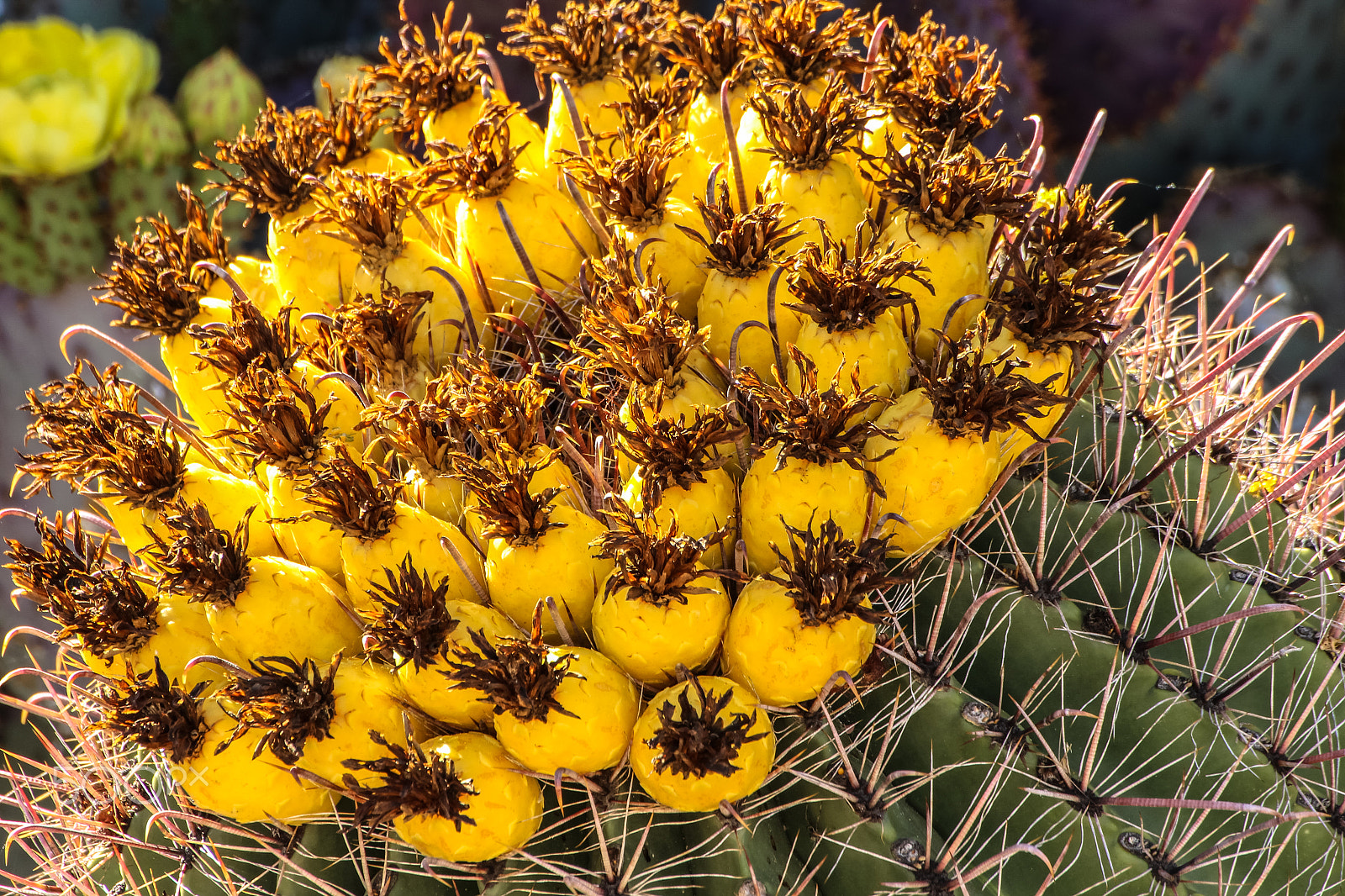 Tamron SP 35mm F1.8 Di VC USD sample photo. Seed pouches on barrel cactus photography