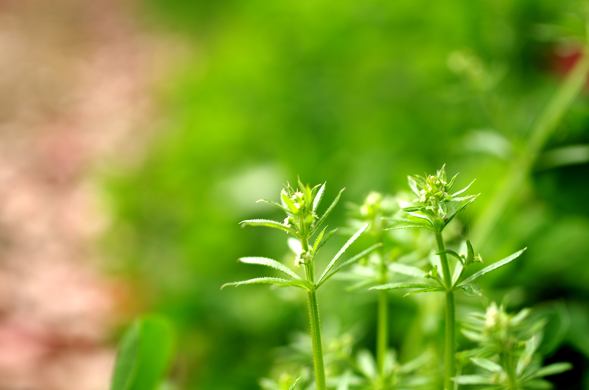 Pentax K-5 + HD Pentax DA 35mm F2.8 Macro Limited sample photo. Green grass photography