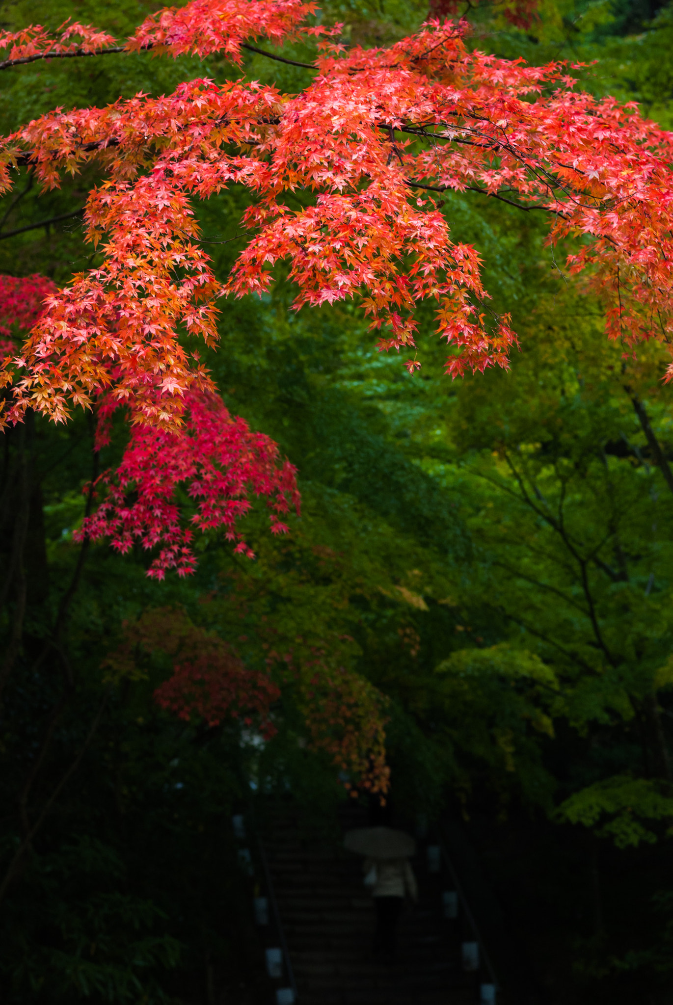 Pentax K200D + Pentax smc FA 77mm 1.8 Limited sample photo. Japanese garden photography