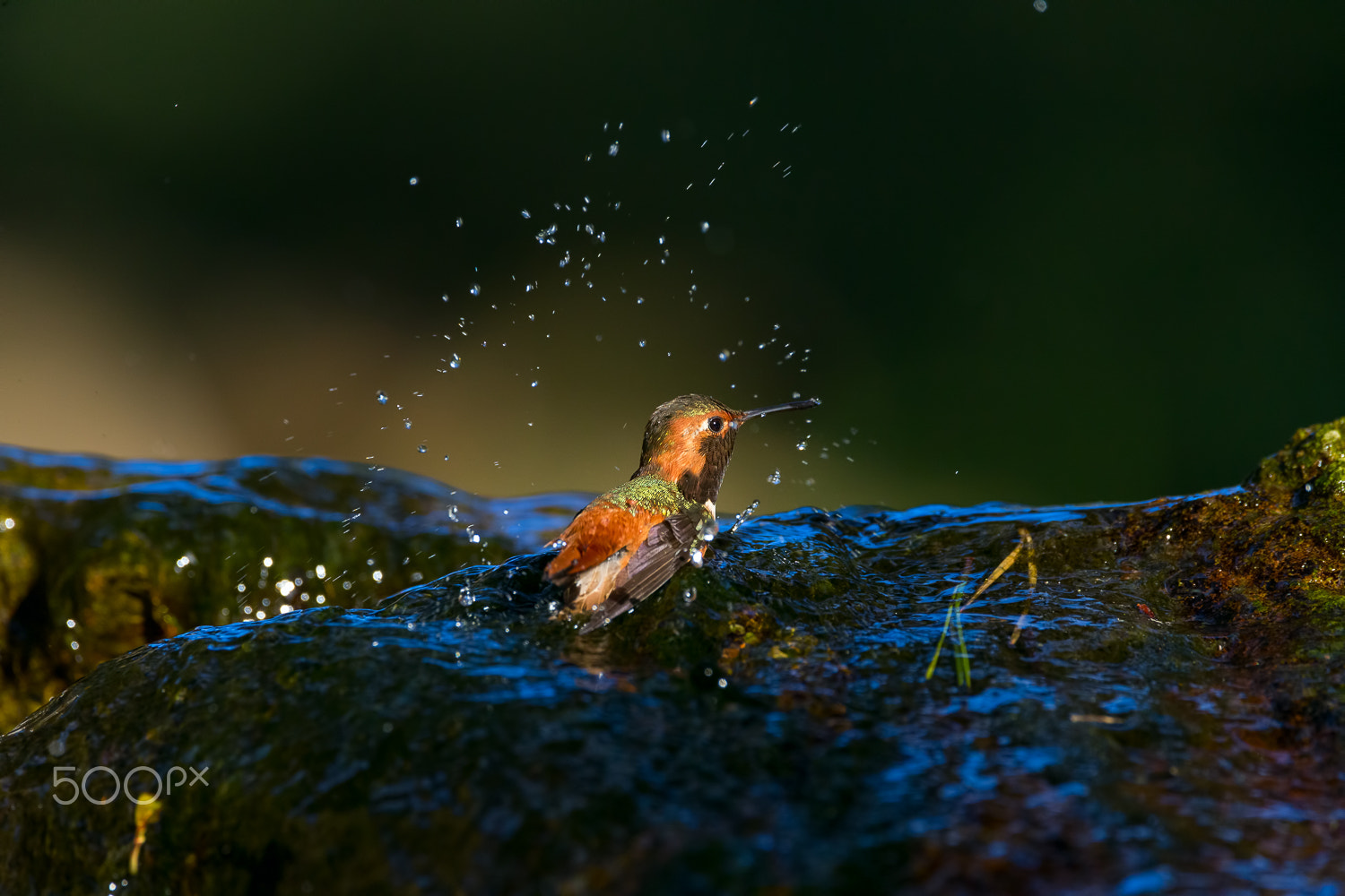 Sigma 150-600mm F5-6.3 DG OS HSM | C sample photo. Hummingbird splash the water photography