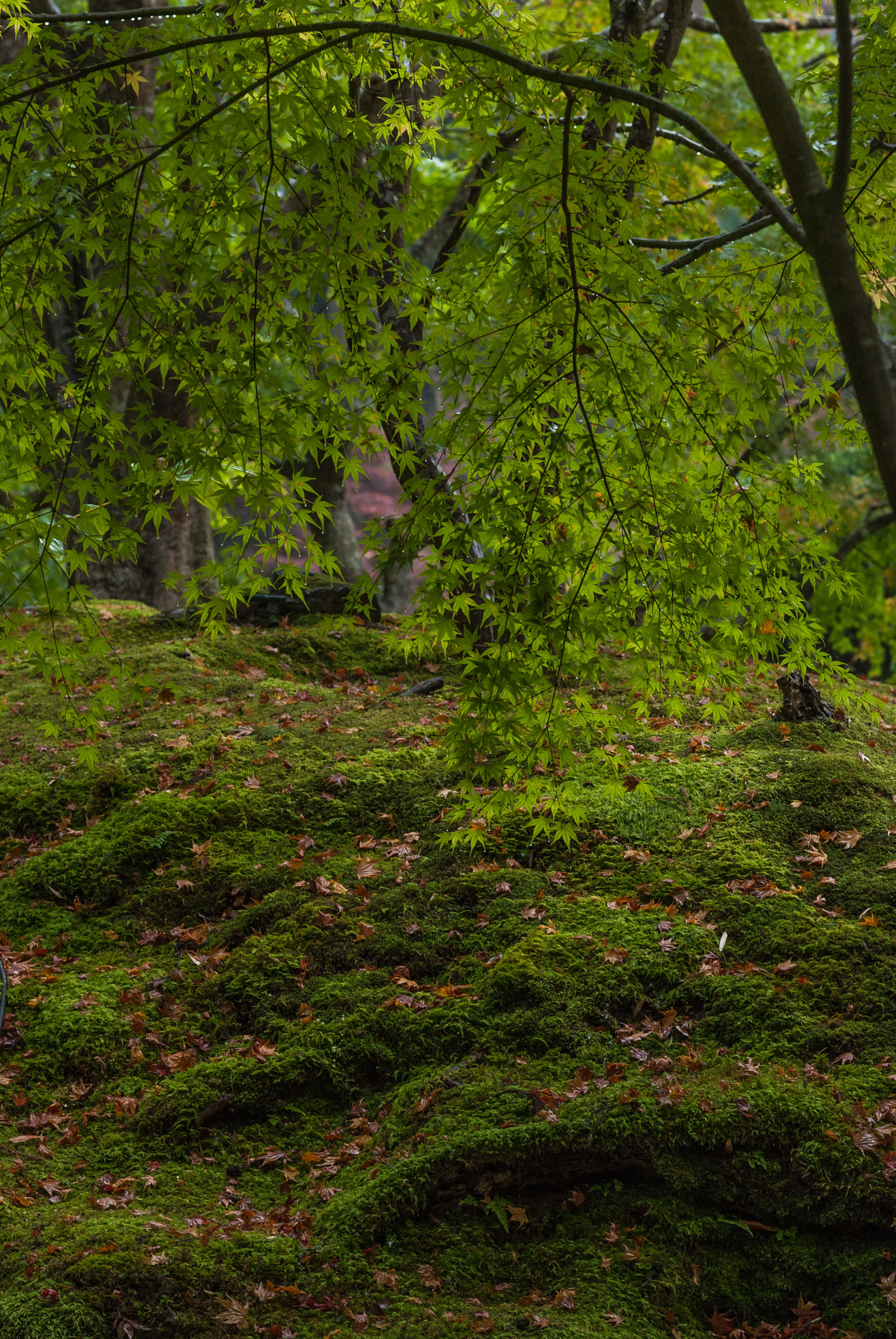 Pentax K200D + Pentax smc FA 77mm 1.8 Limited sample photo. Japanese garden photography