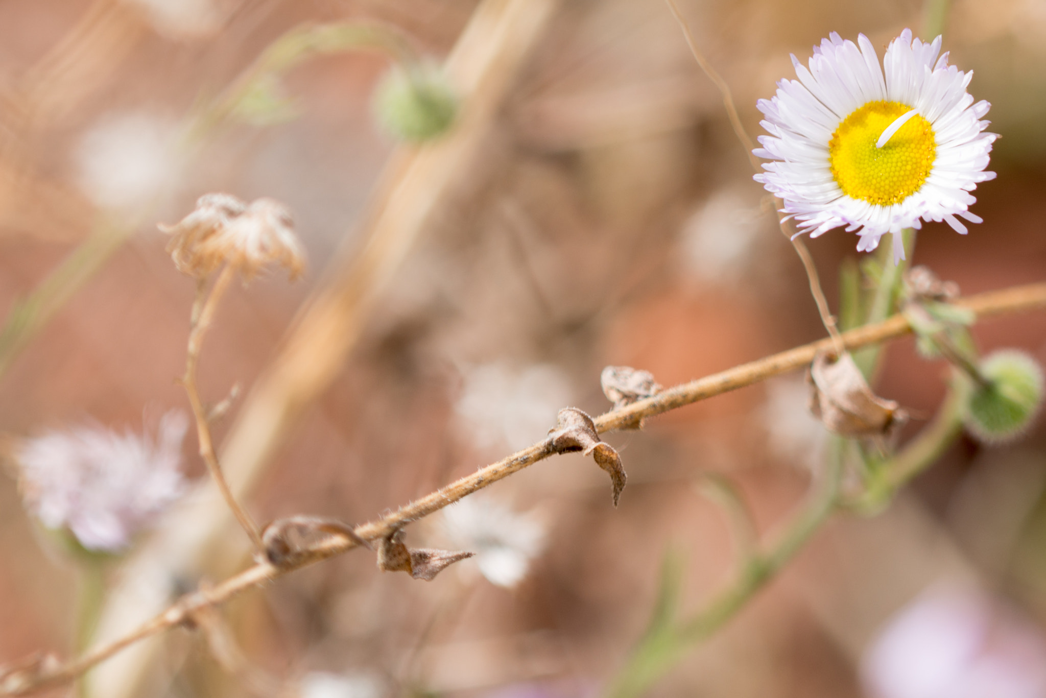 Nikon D800 + Nikon AF Micro-Nikkor 200mm F4D ED-IF sample photo. Sedonaday photography