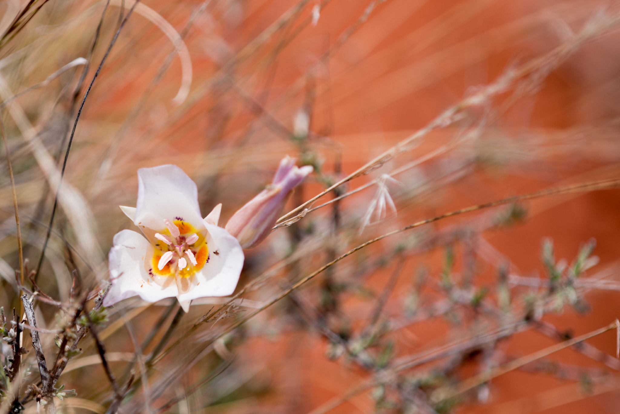 Nikon D800 + Nikon AF Micro-Nikkor 200mm F4D ED-IF sample photo. Sedonaday photography