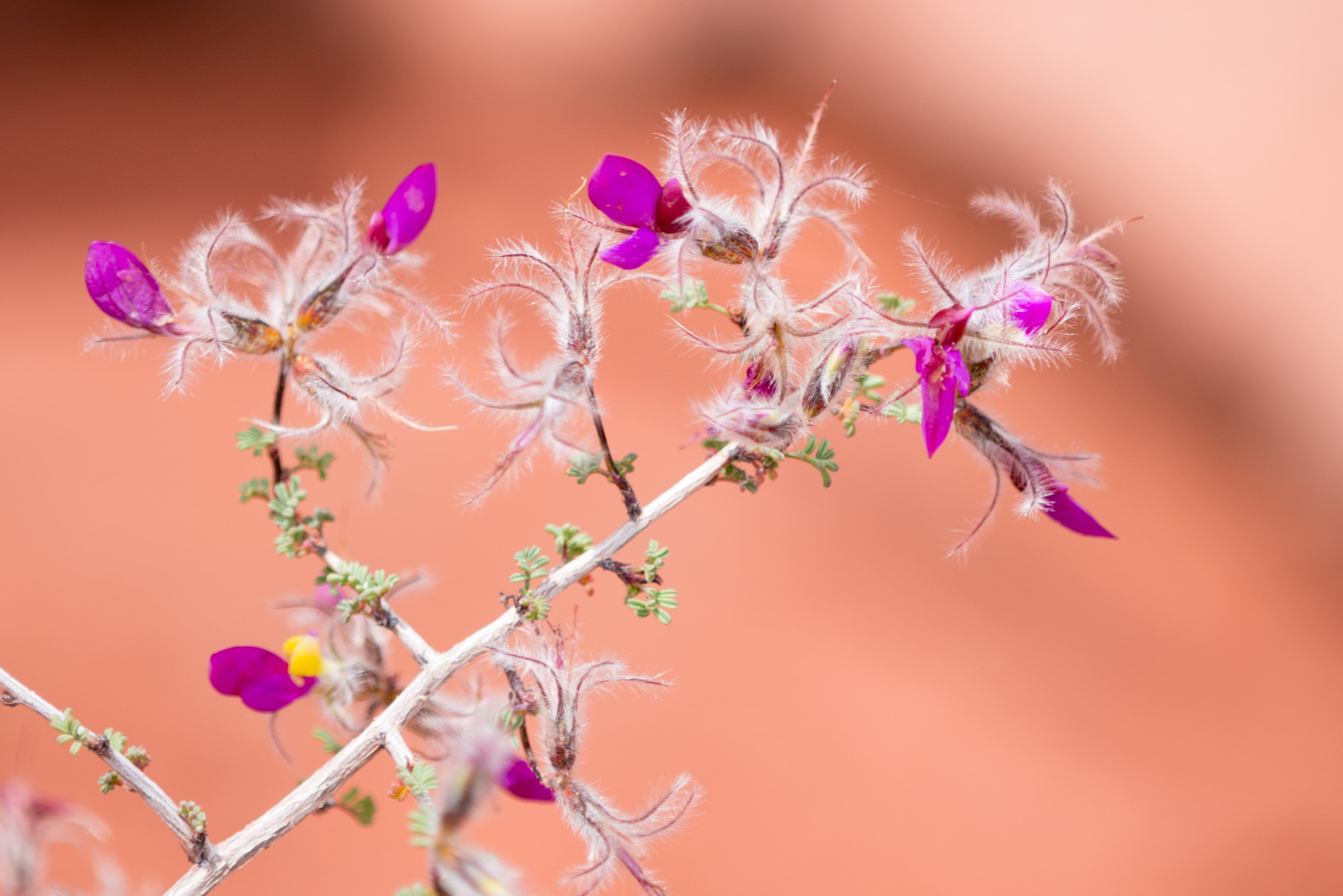 Nikon D800 + Nikon AF Micro-Nikkor 200mm F4D ED-IF sample photo. Sedonaday photography
