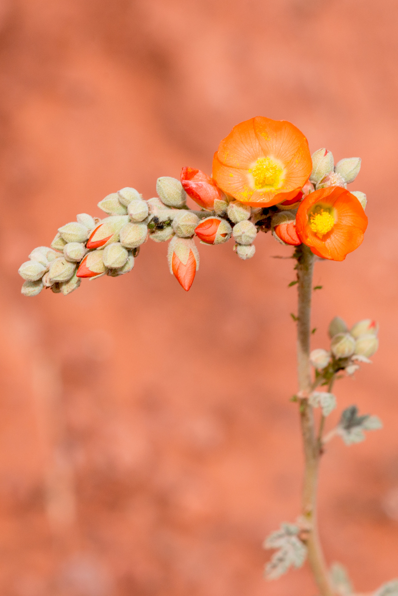 Nikon D800 + Nikon AF Micro-Nikkor 200mm F4D ED-IF sample photo. Sedonaday photography