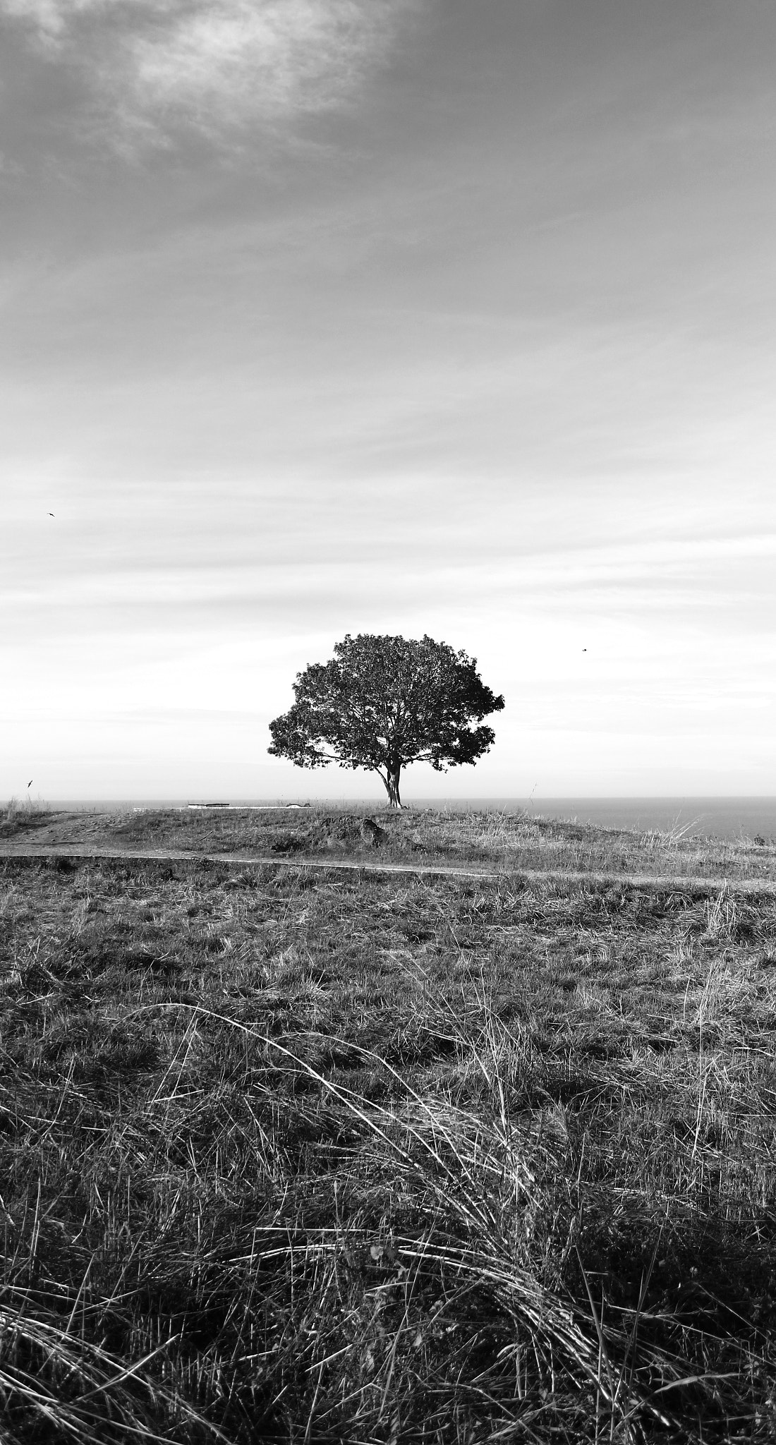 Canon EF-S 18-55mm F3.5-5.6 sample photo. Arbol de la vida photography