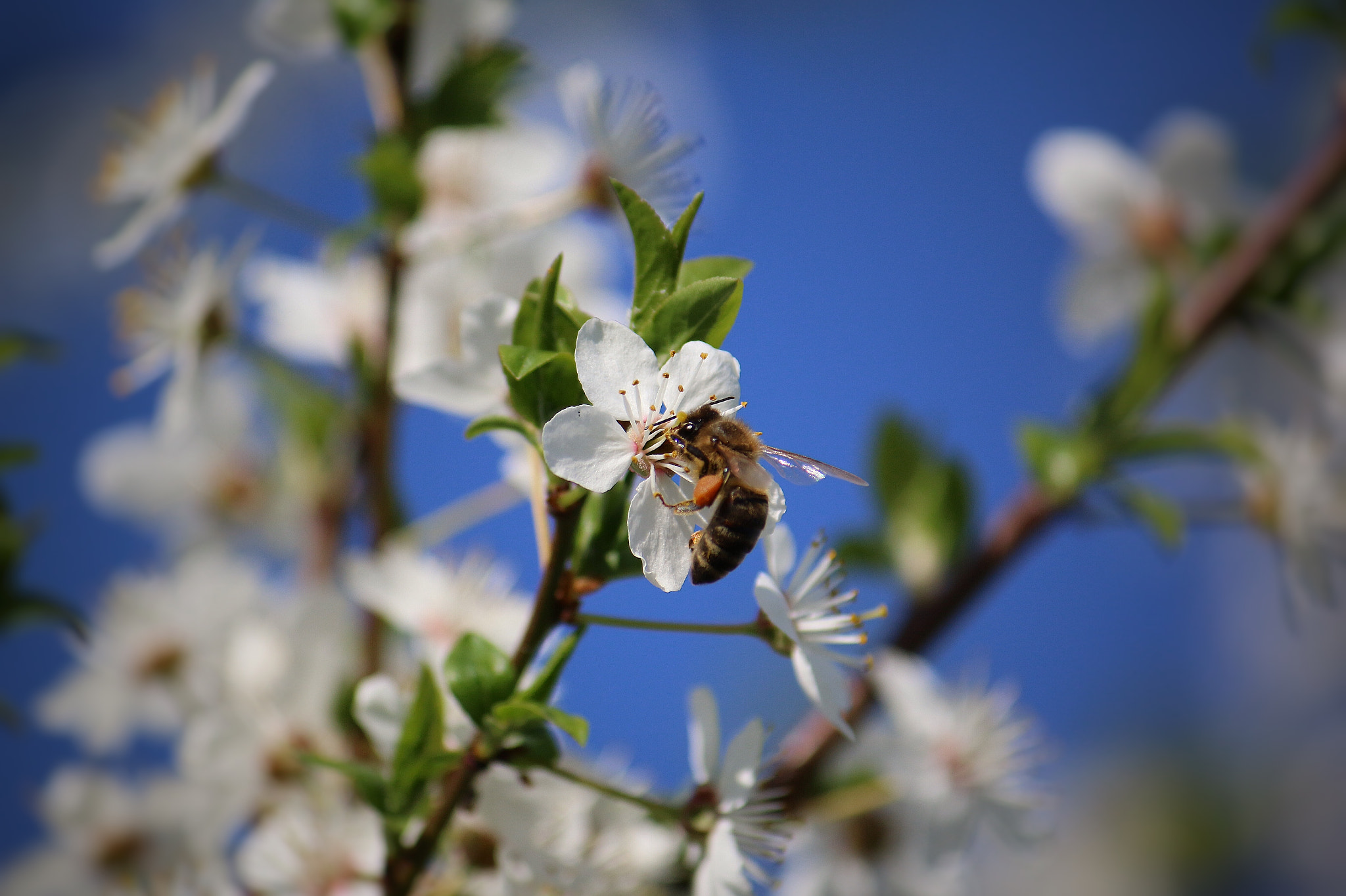 Canon EF-S 55-250mm F4-5.6 IS sample photo. Work in progress photography