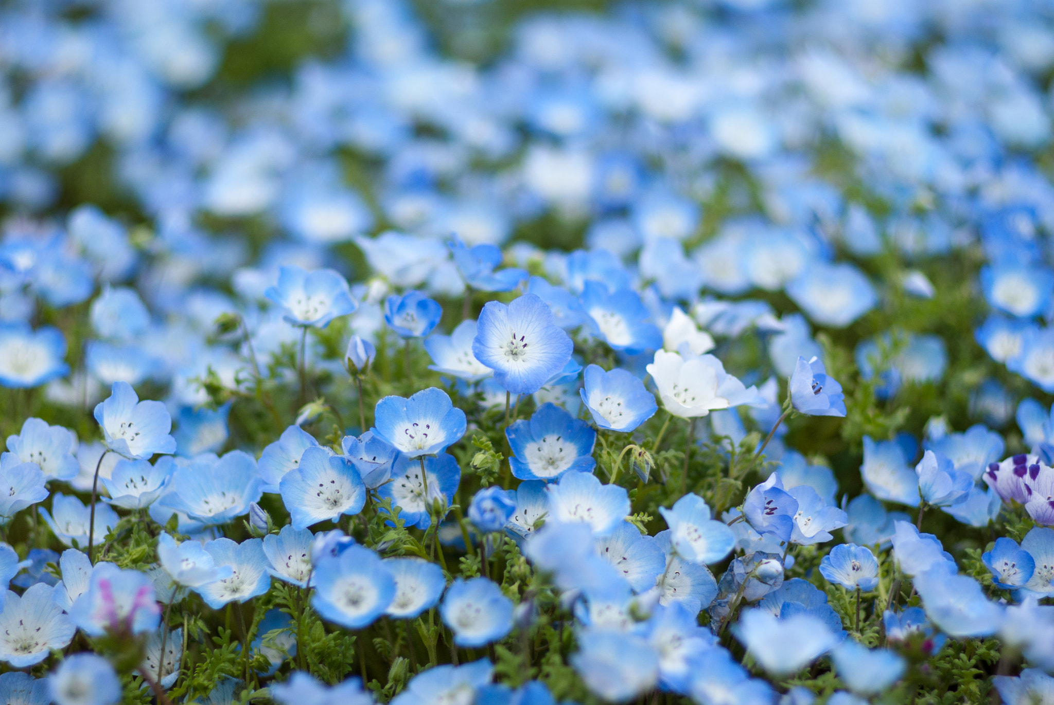 Pentax K200D sample photo. Nemophila photography