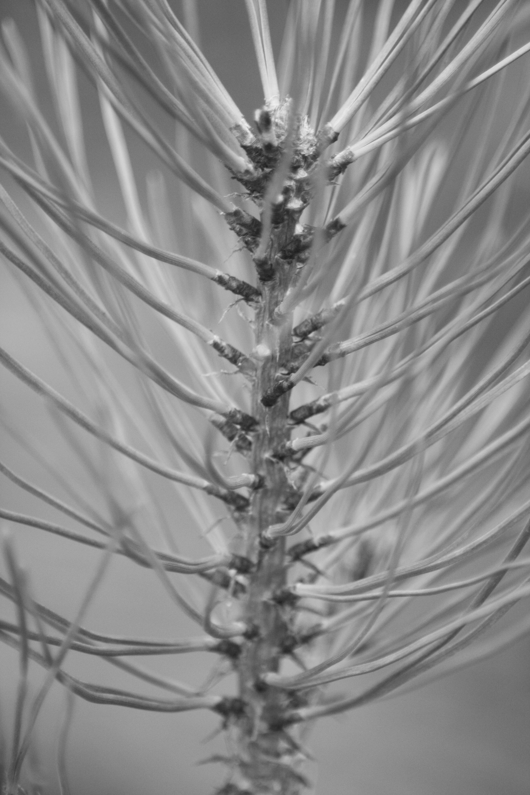 Canon EOS 1000D (EOS Digital Rebel XS / EOS Kiss F) sample photo. Img_0978.jpg photography