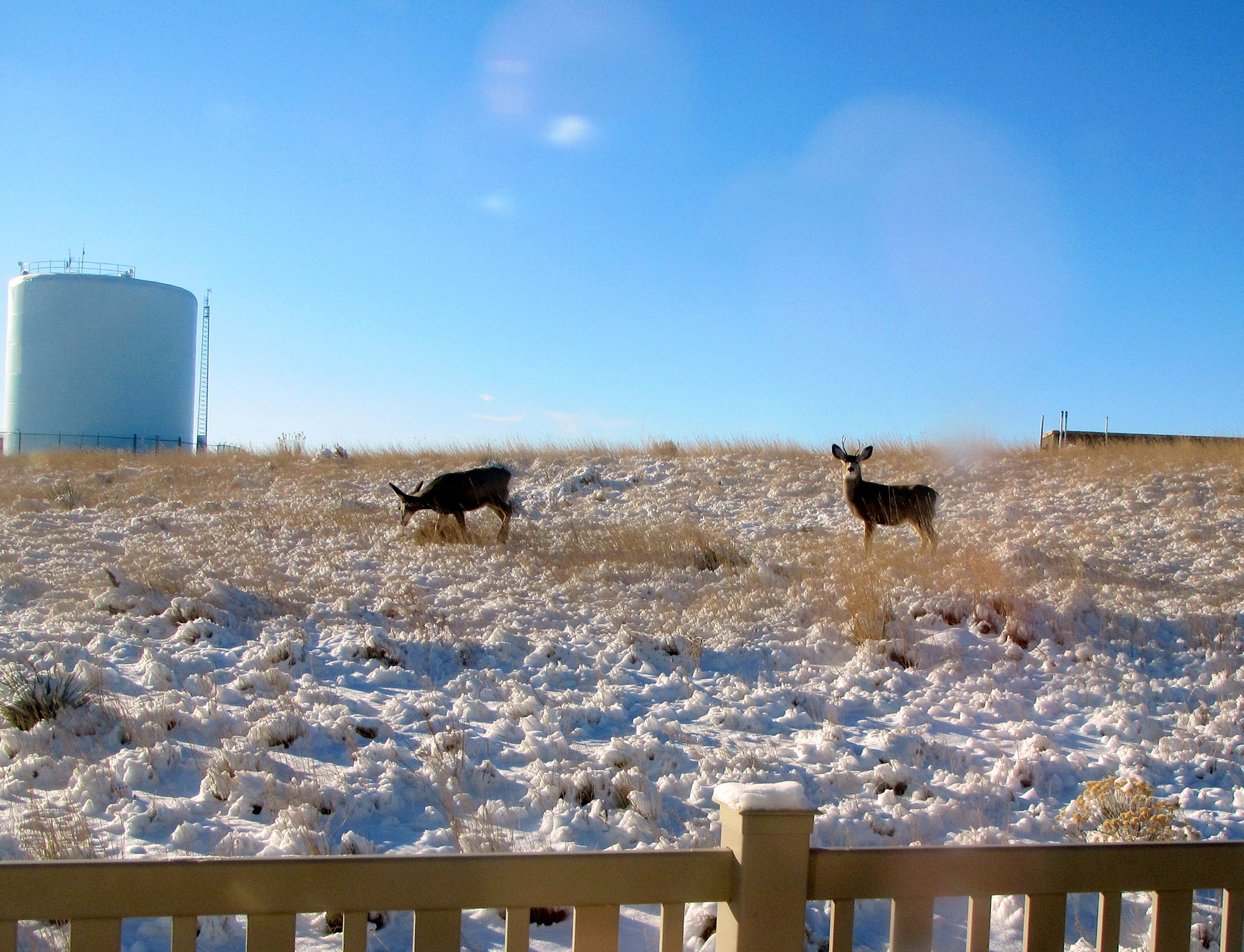 Canon PowerShot SD4500 IS (IXUS 1000 HS / IXY 50S) sample photo. Winter snow. photography