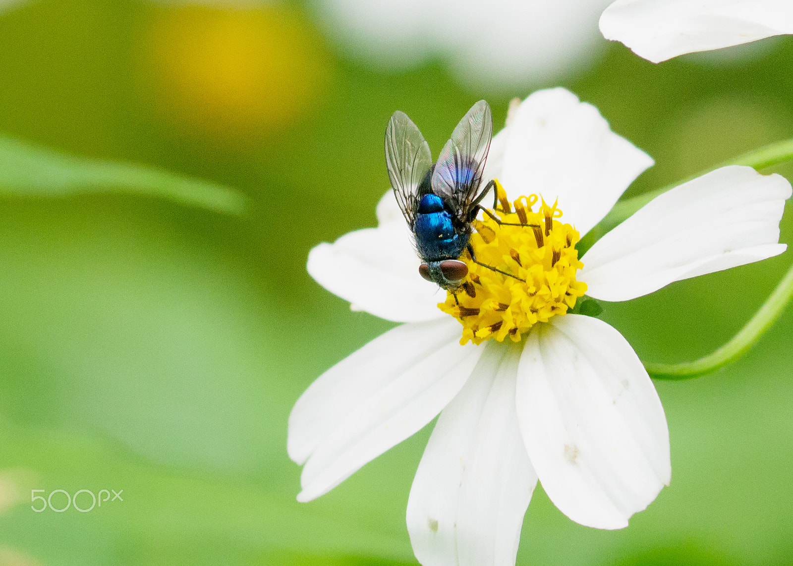 Panasonic Lumix DMC-GX1 sample photo. The fly photography