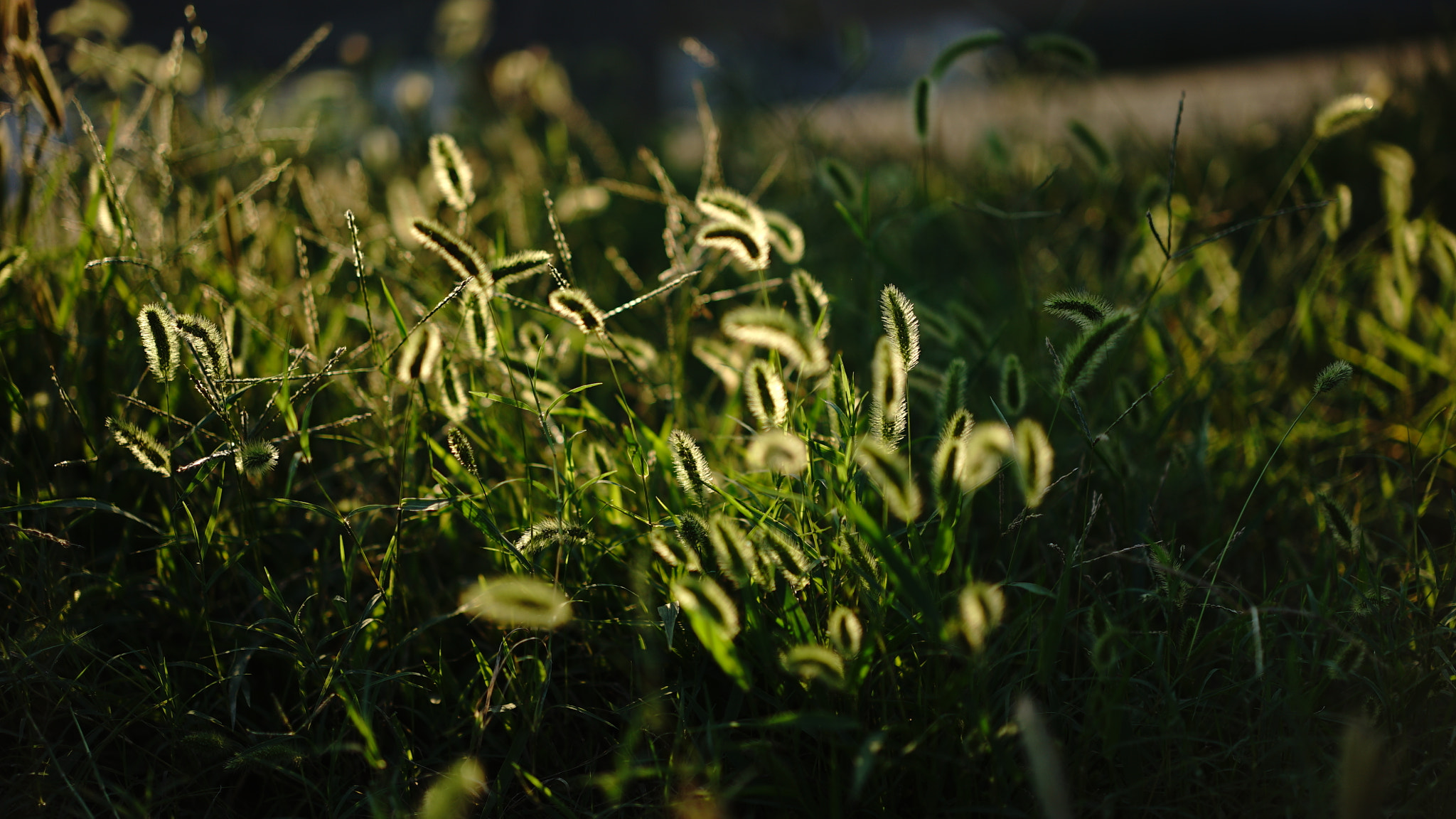 Sony a7S + Sony Sonnar T* FE 55mm F1.8 ZA sample photo. Sun green bristlegrass photography
