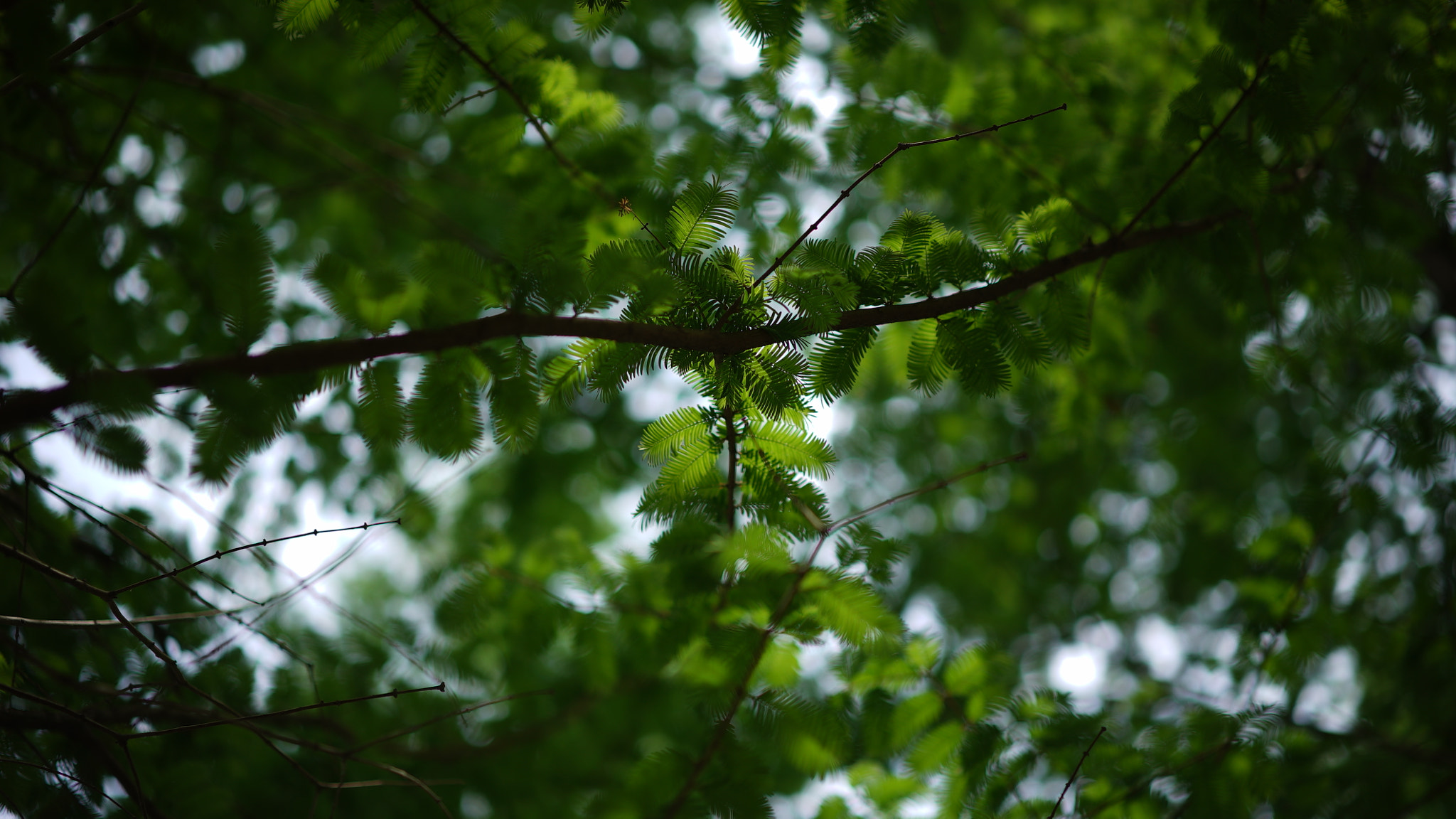 Sony a7S + Sony Sonnar T* FE 55mm F1.8 ZA sample photo. Under the sun of metasequoia glyptostroboides photography